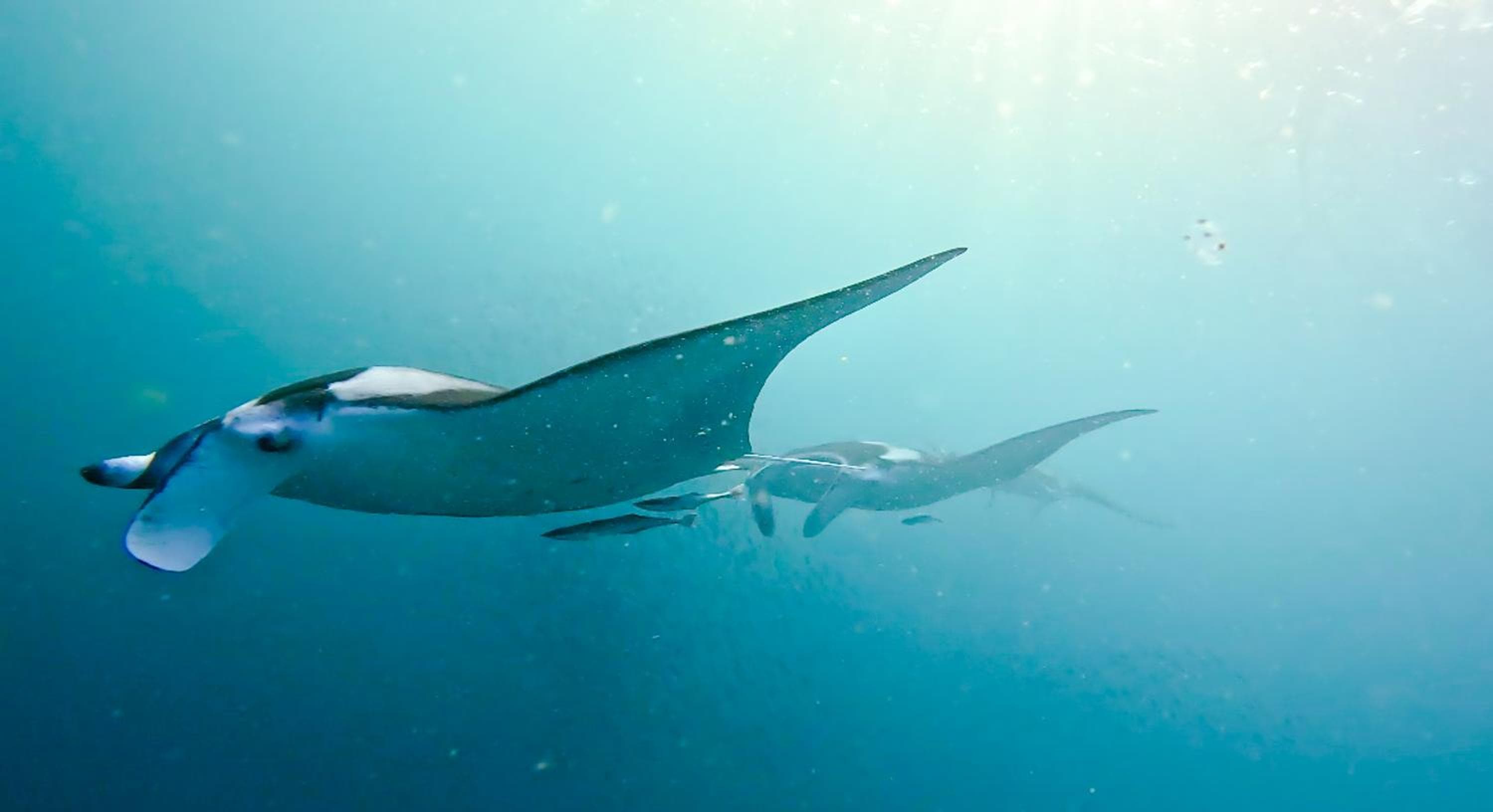 Salt Villa Ukulhas - View 48