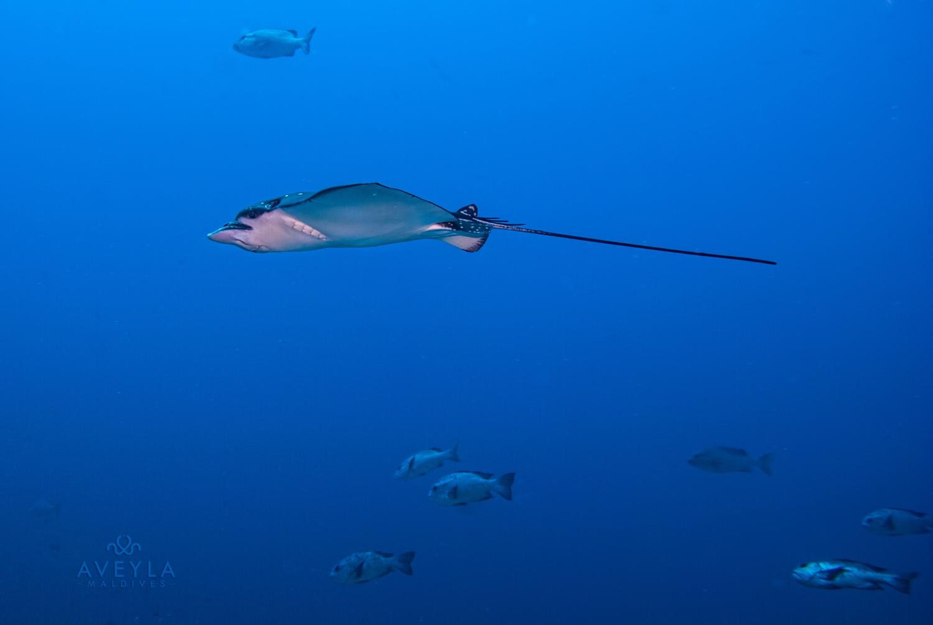 Aveyla Manta Village - View 60