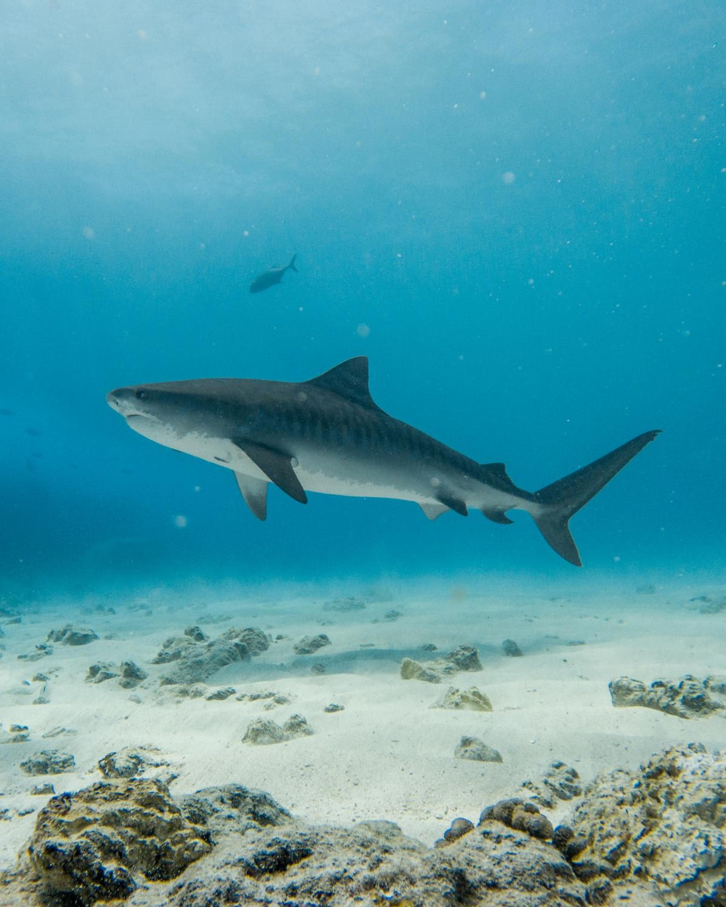 Ataraxis Grand and Spa Fuvahmulah - View 65