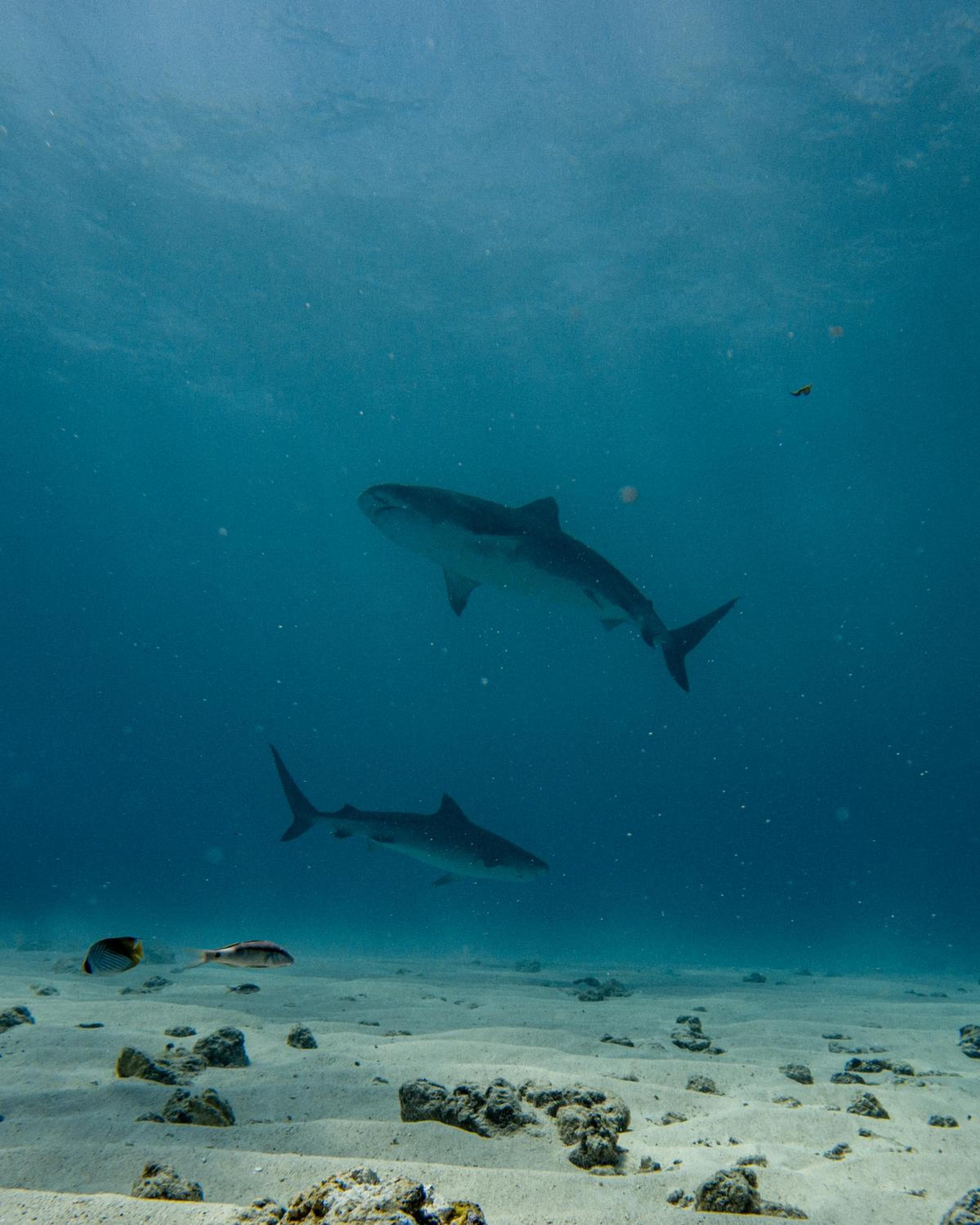 Ataraxis Grand and Spa Fuvahmulah - View 66