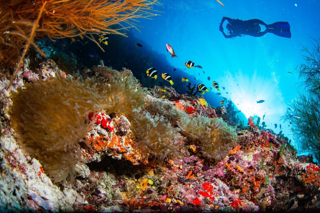 Noku Maldives, Vignette Collection by IHG - View 33