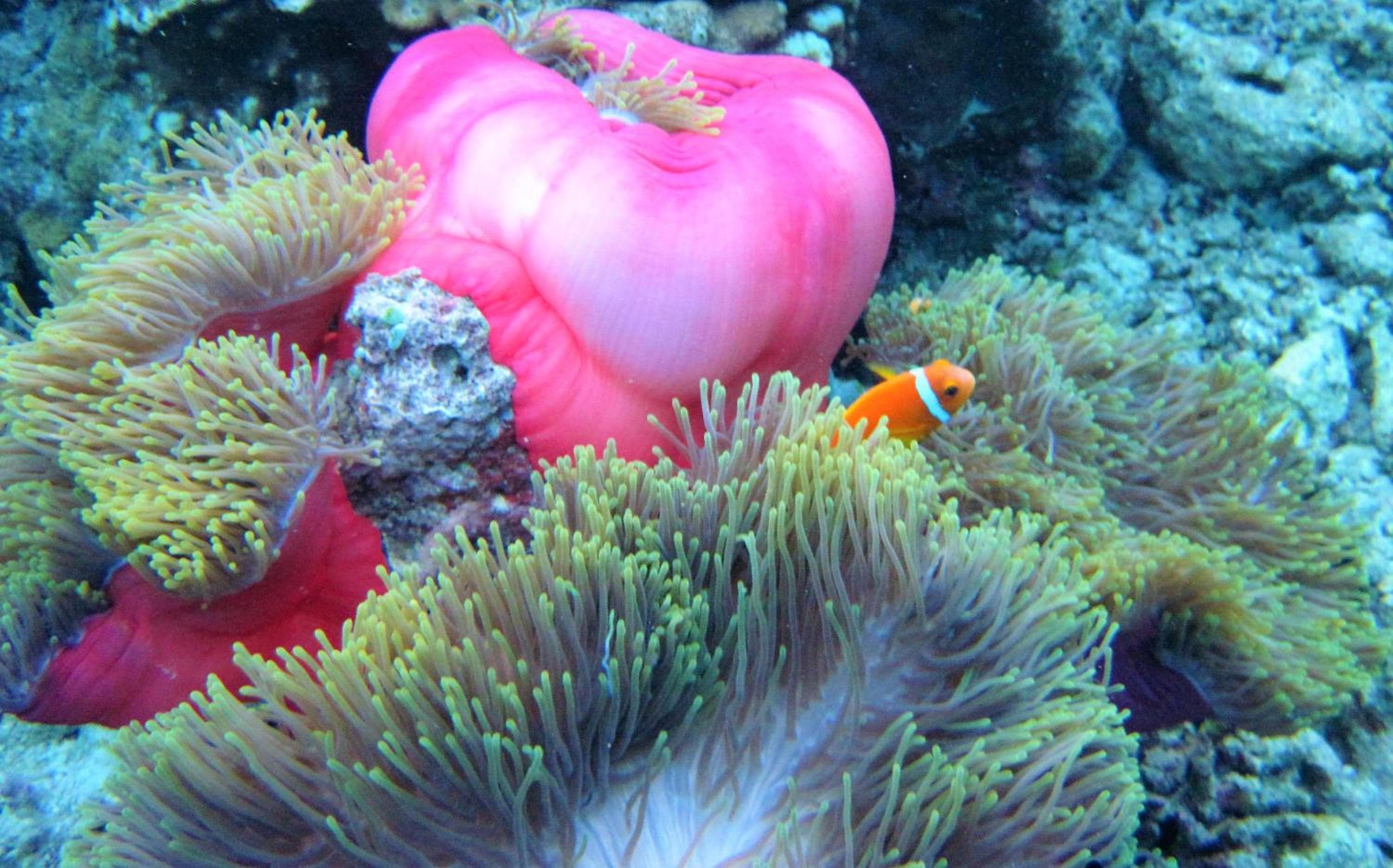 Nika Island Resort & Spa, Maldives - View 14