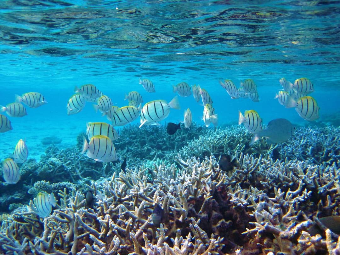 Nika Island Resort & Spa, Maldives - View 39