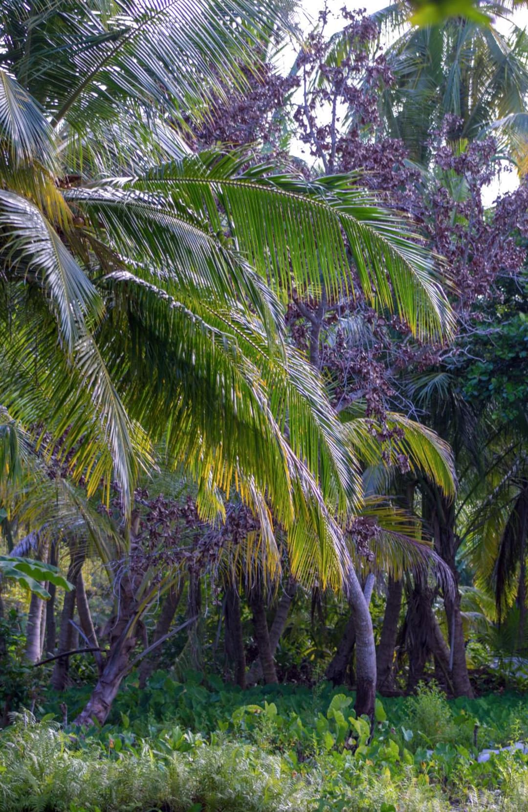 Silver County Hotel, Fuvahmulah - Maldives - View 22