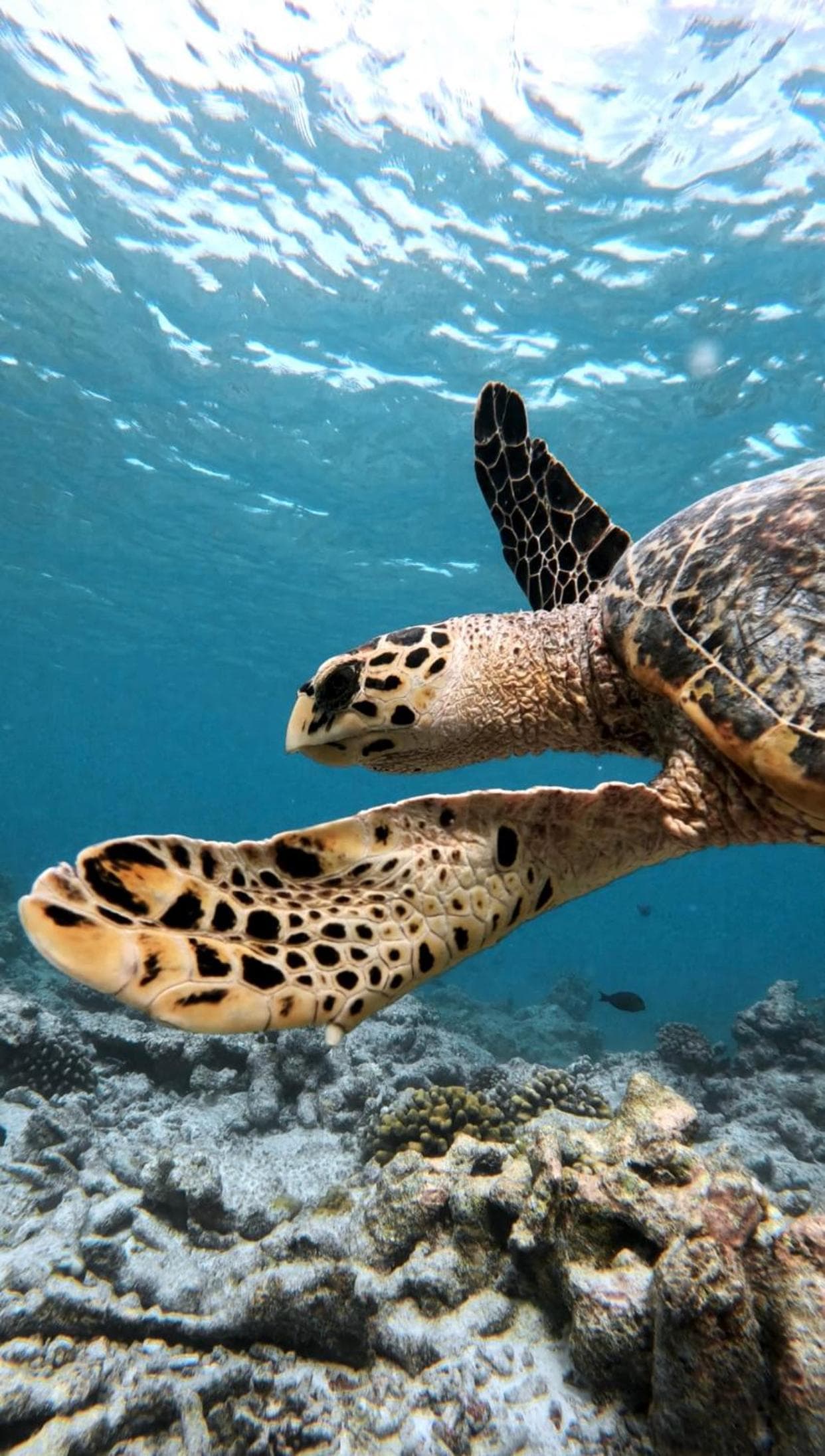 Summer Vibes Beach Front - View 209