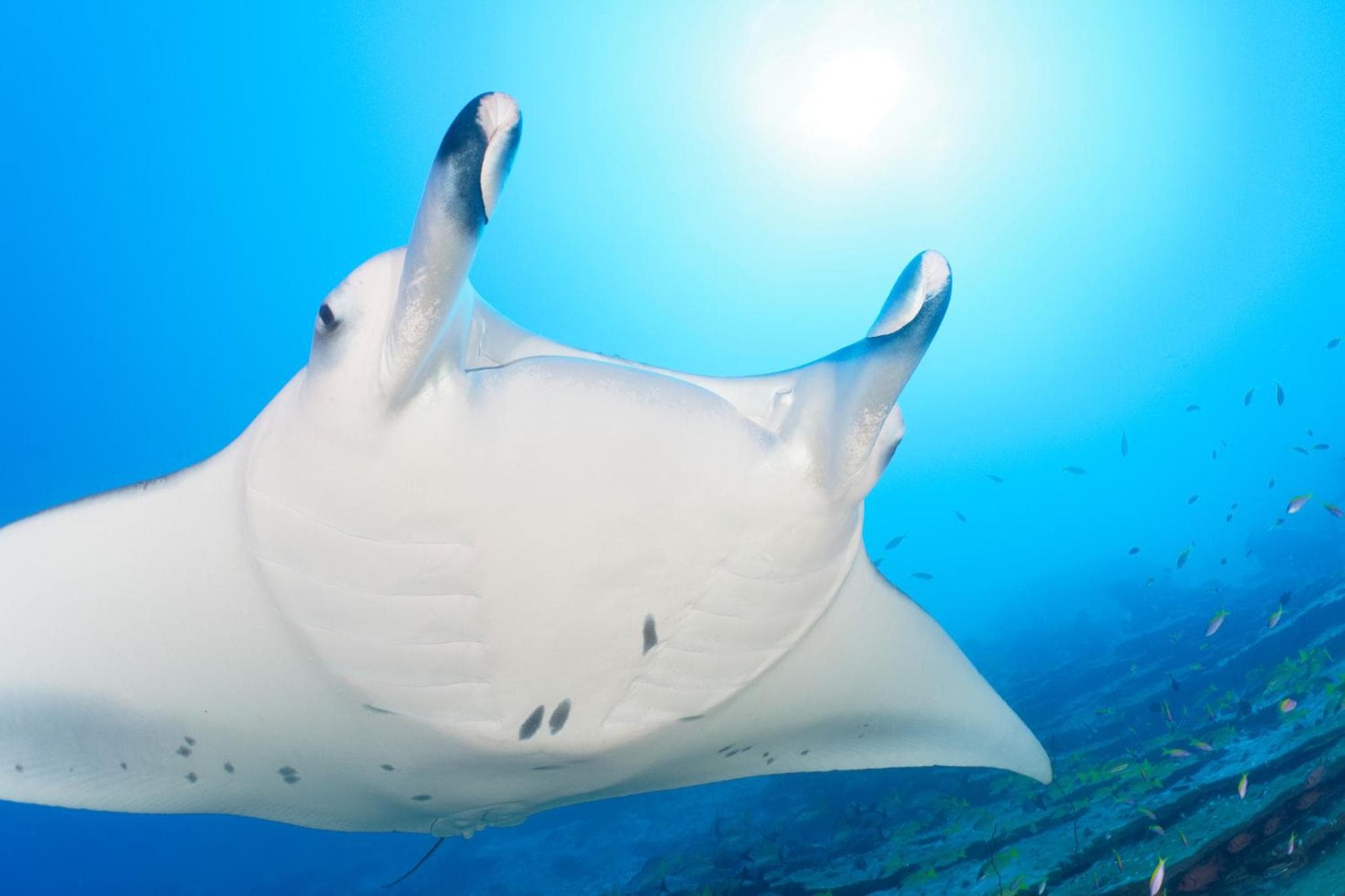 Canareef Resort Maldives - View 56