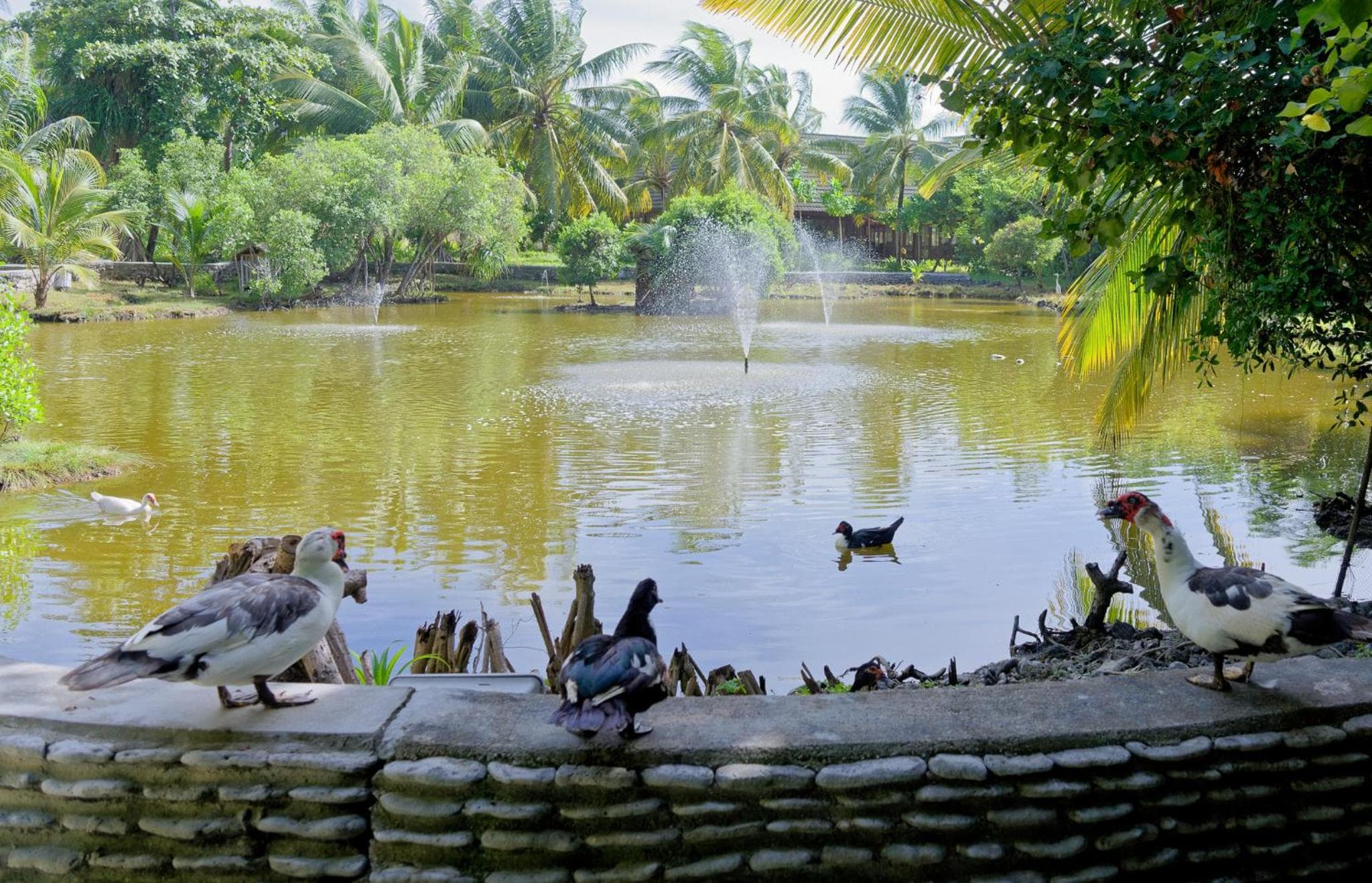 Canareef Resort Maldives - View 68