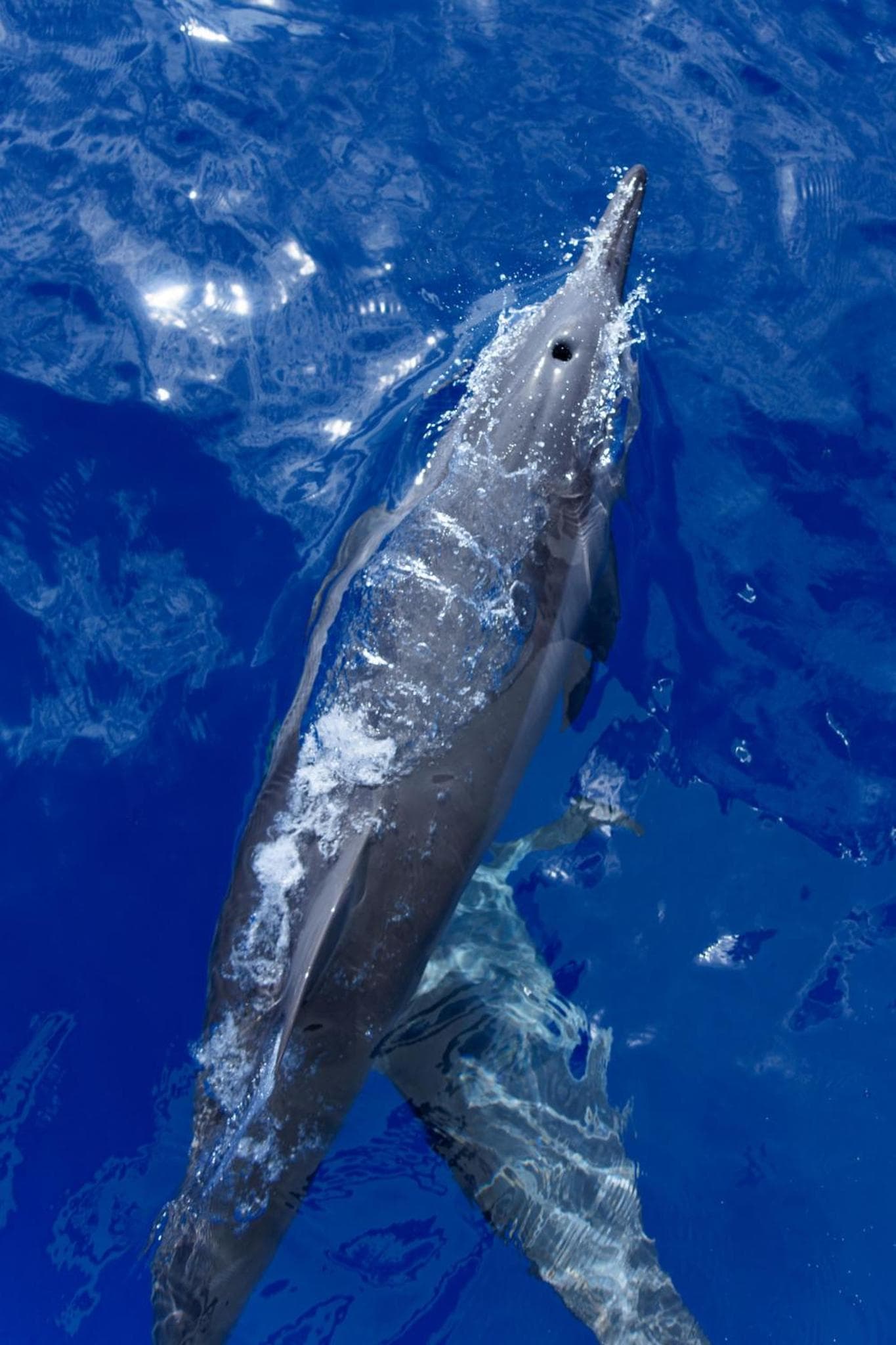 Canareef Resort Maldives - View 202