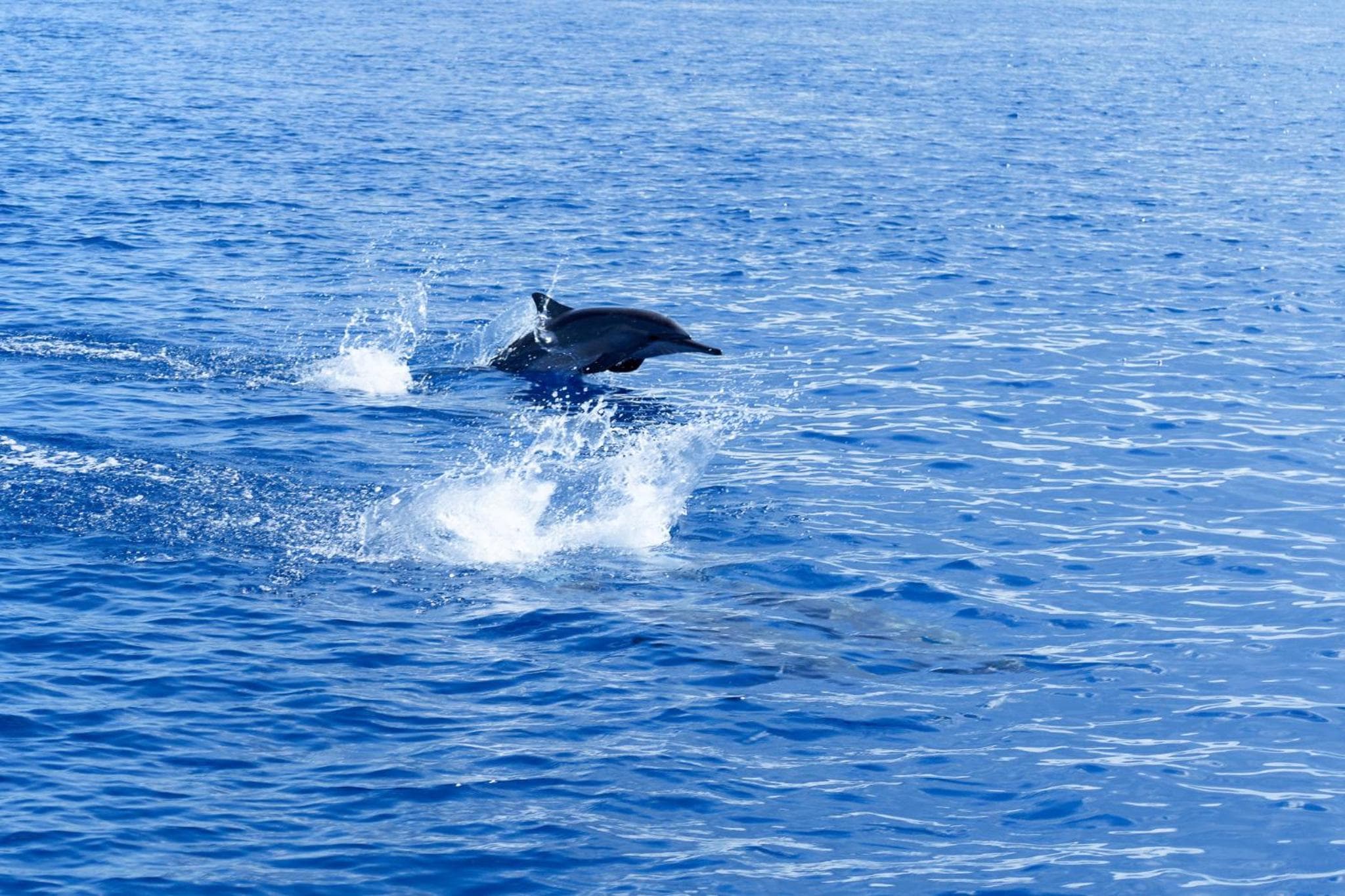 Canareef Resort Maldives - View 207