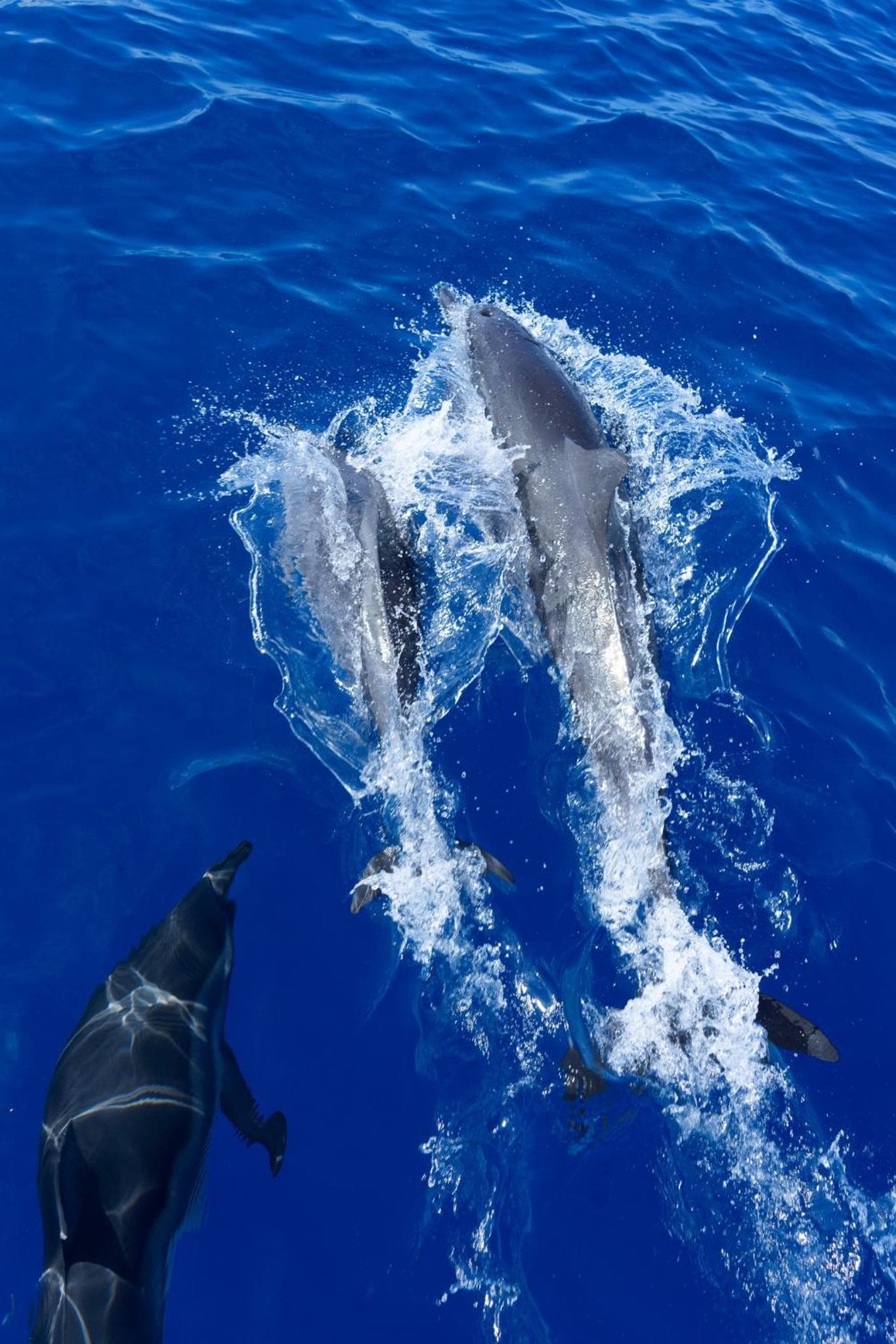 Canareef Resort Maldives - View 203