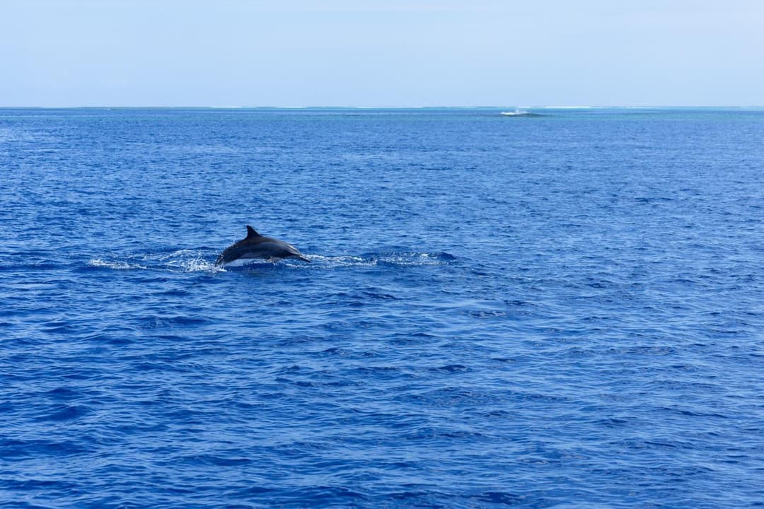Canareef Resort Maldives - View 6