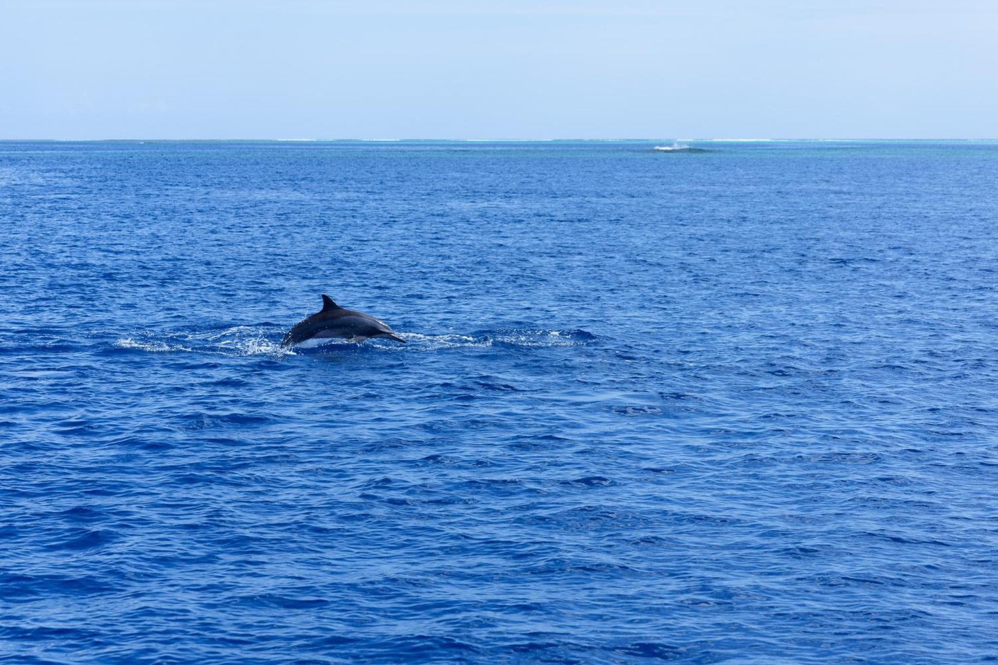 Canareef Resort Maldives - View 204