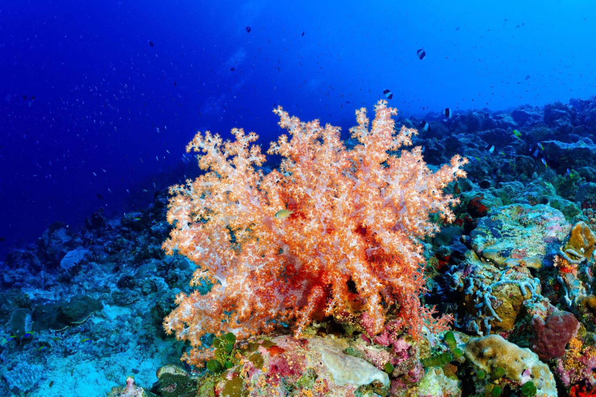 Canareef Resort Maldives - View 78