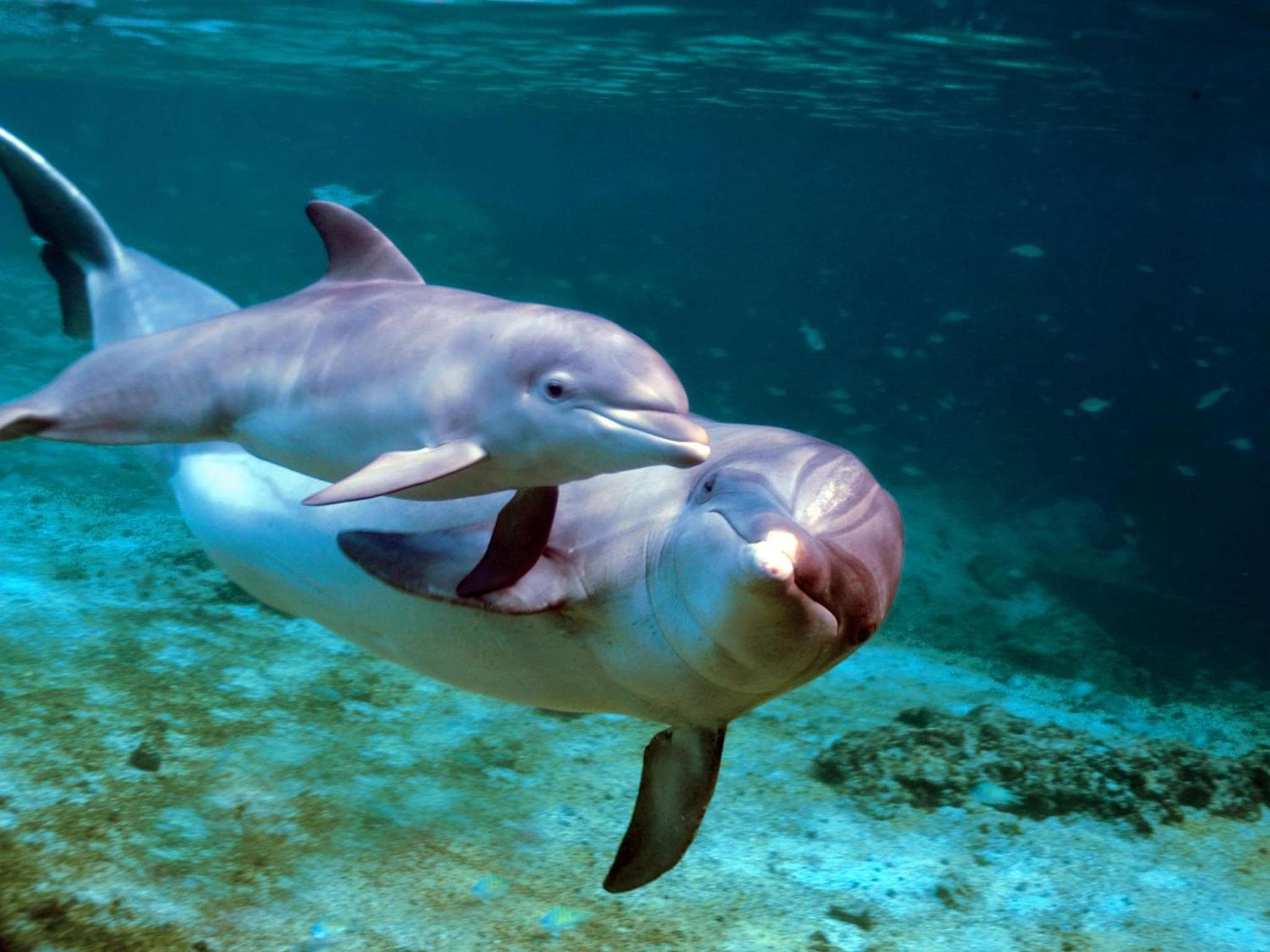 Hilton Maldives Amingiri Resort & Spa - View 56