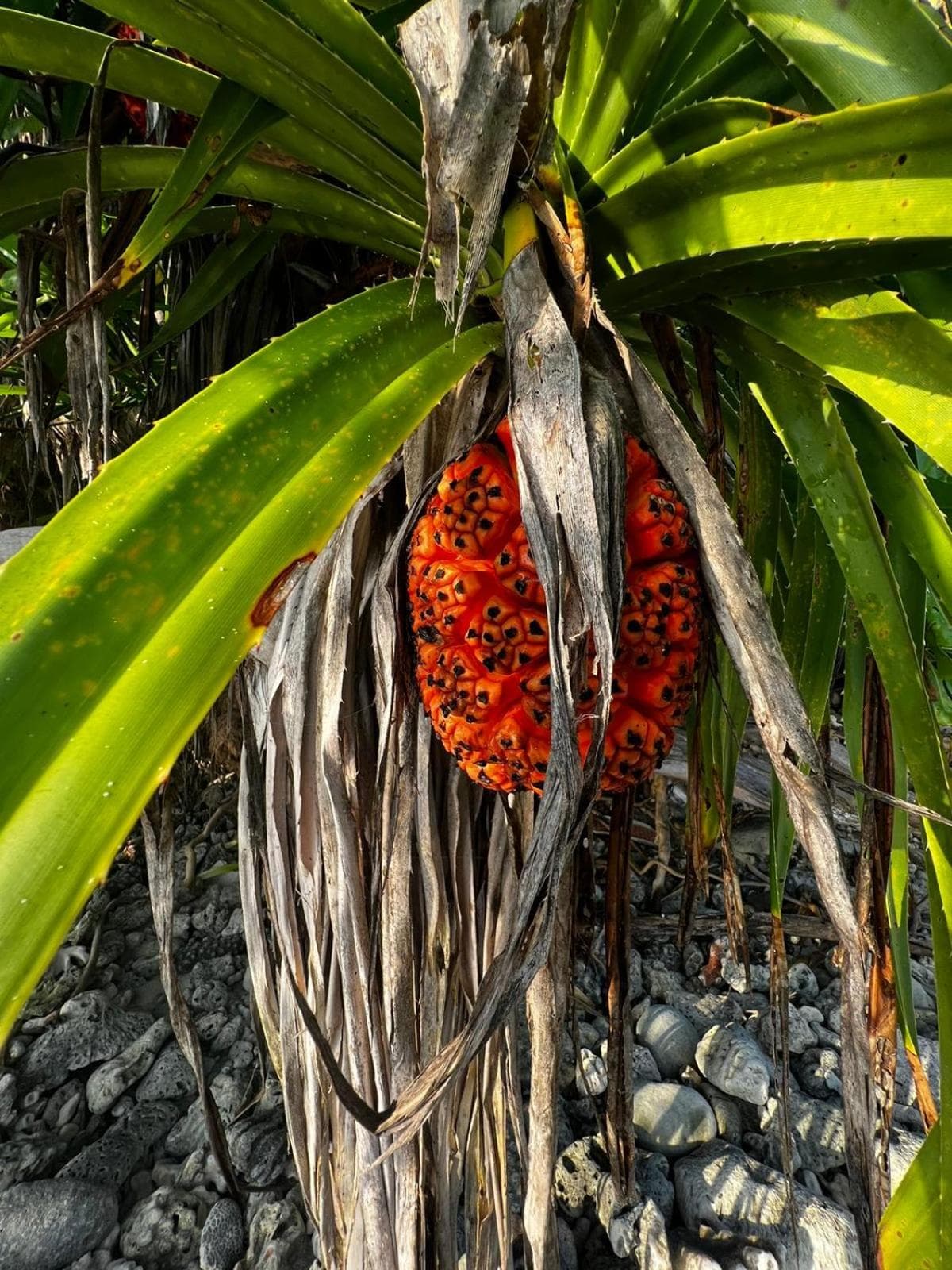 The Barefoot Eco Hotel - View 75