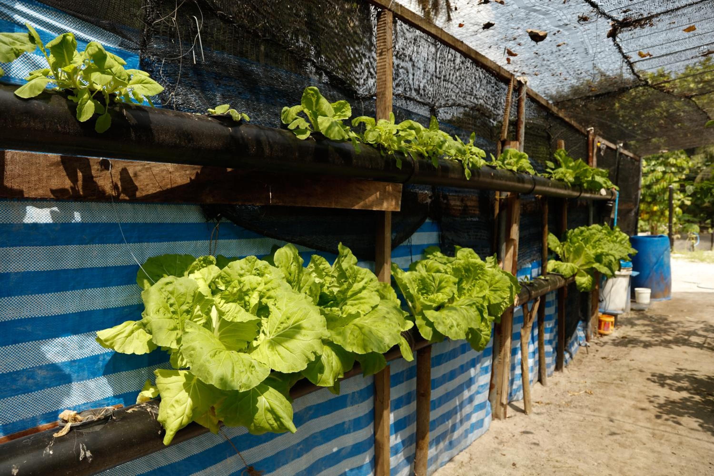 The Barefoot Eco Hotel - View 78