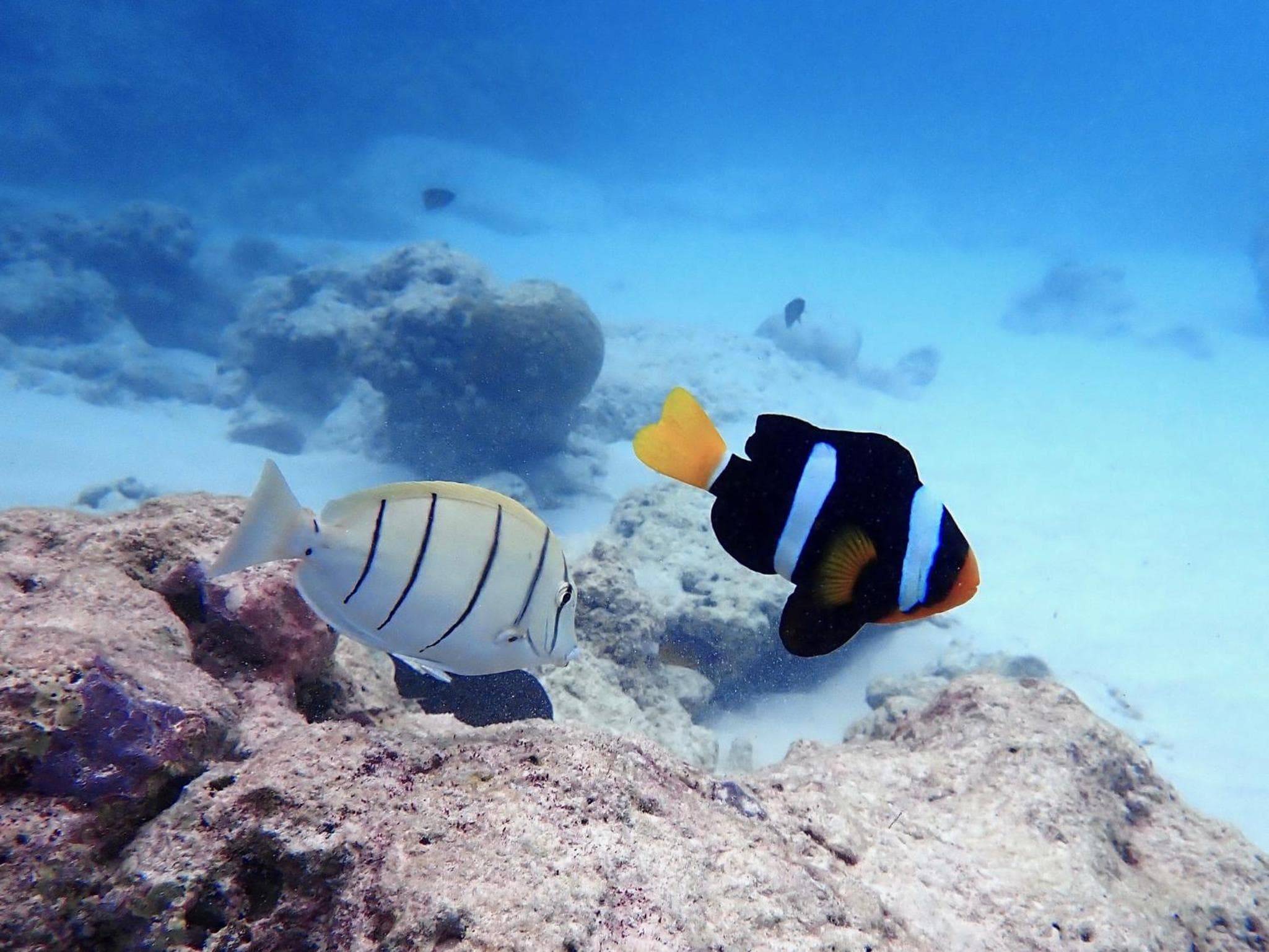 The Barefoot Eco Hotel - View 83