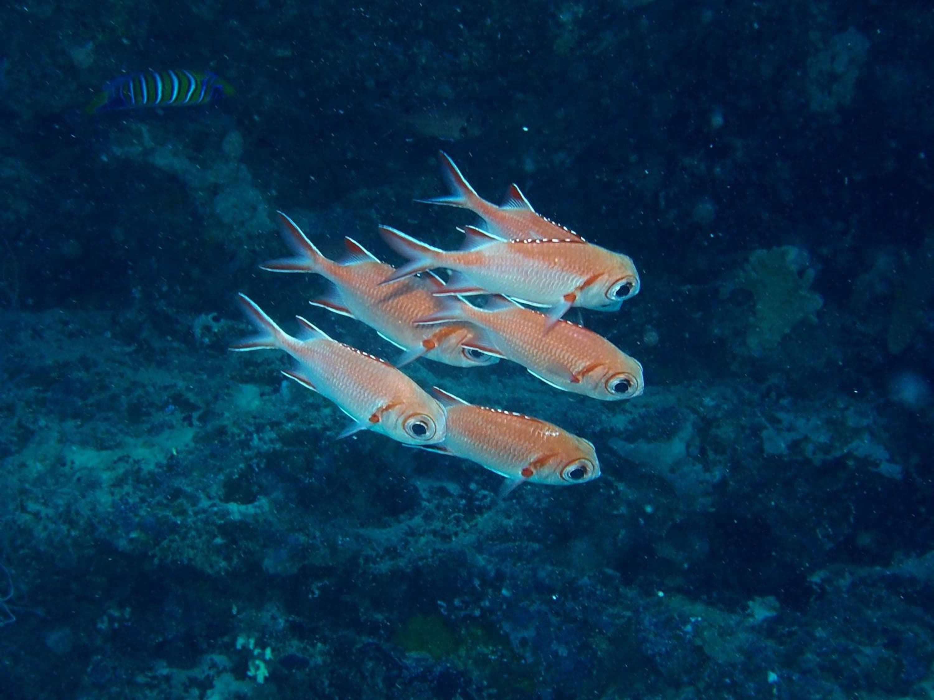 Nika Island Resort & Spa, Maldives - View 19