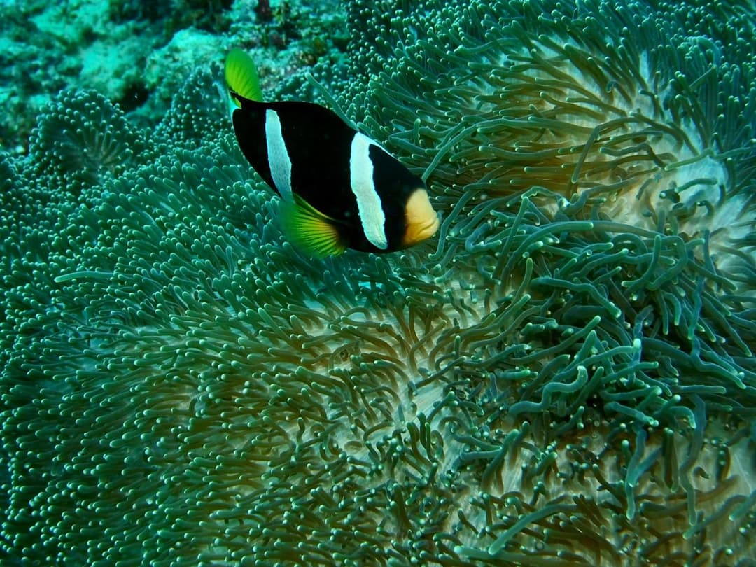 Nika Island Resort & Spa, Maldives - View 73
