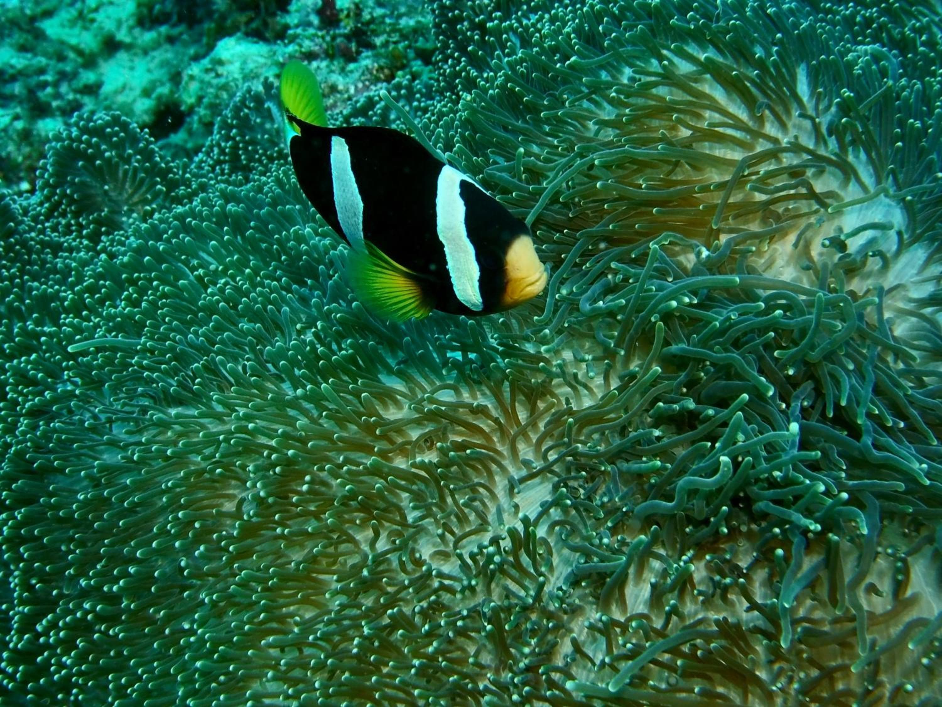 Nika Island Resort & Spa, Maldives - View 9