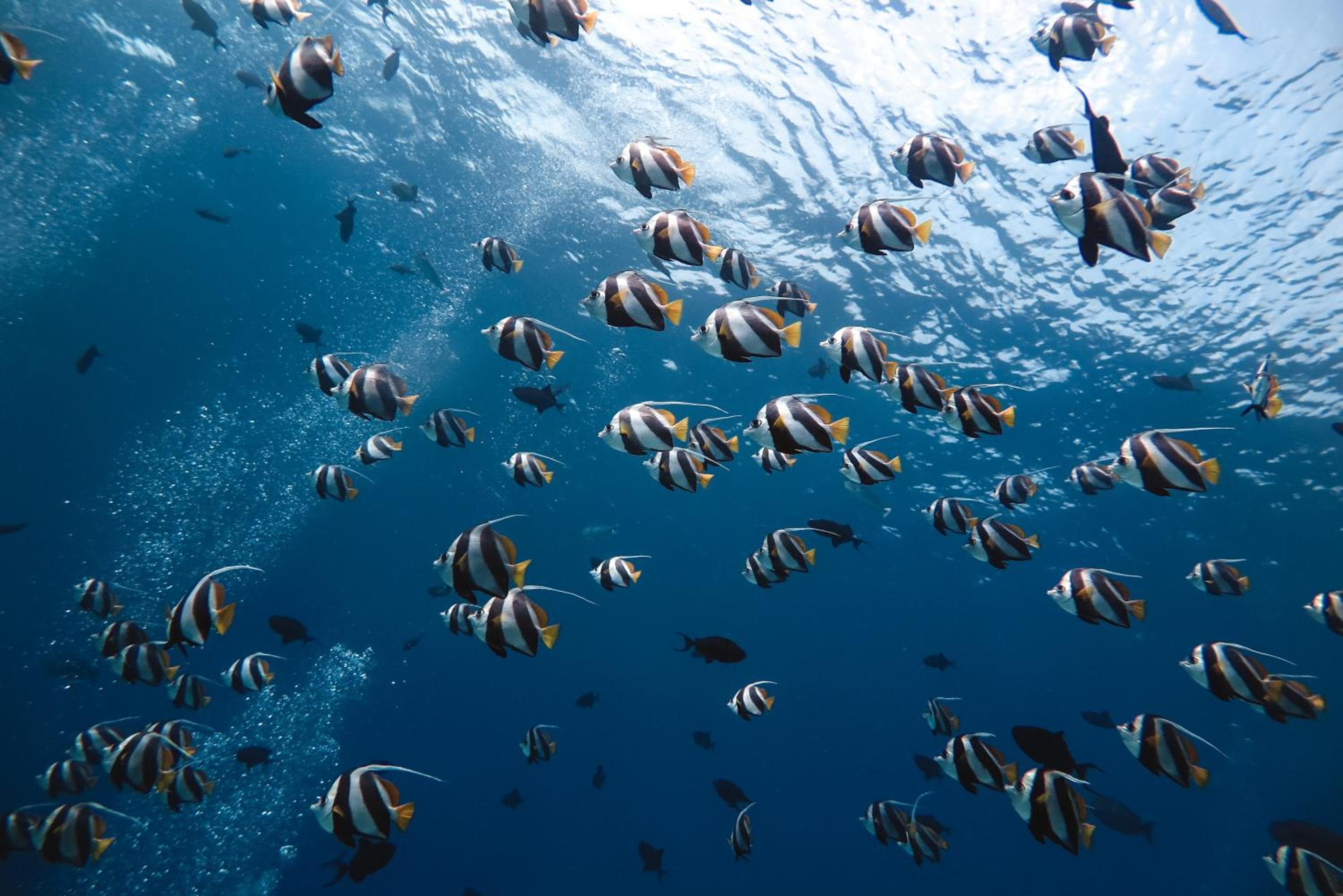 Rashu Hiyaa - View 80