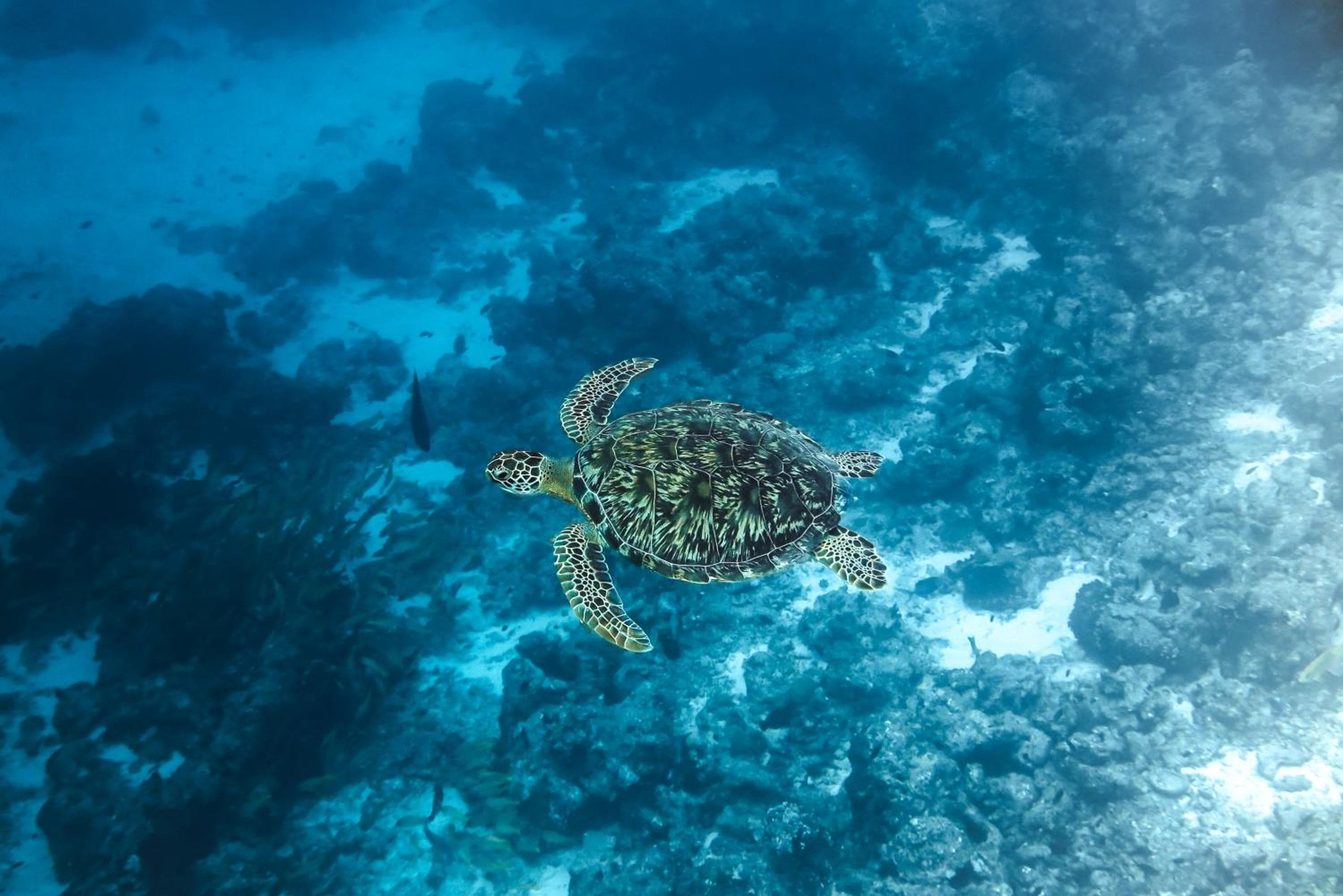 Rashu Hiyaa - View 81