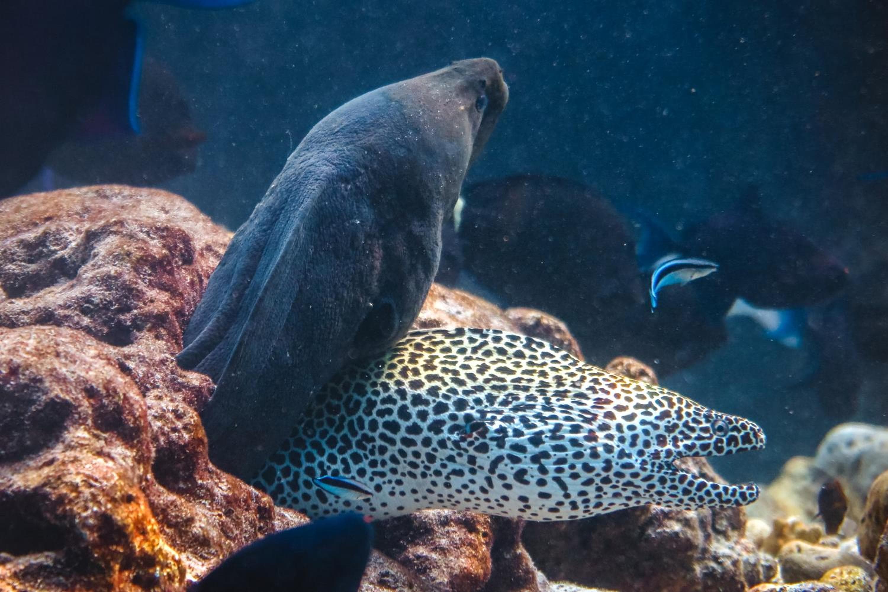 Rashu Hiyaa - View 79