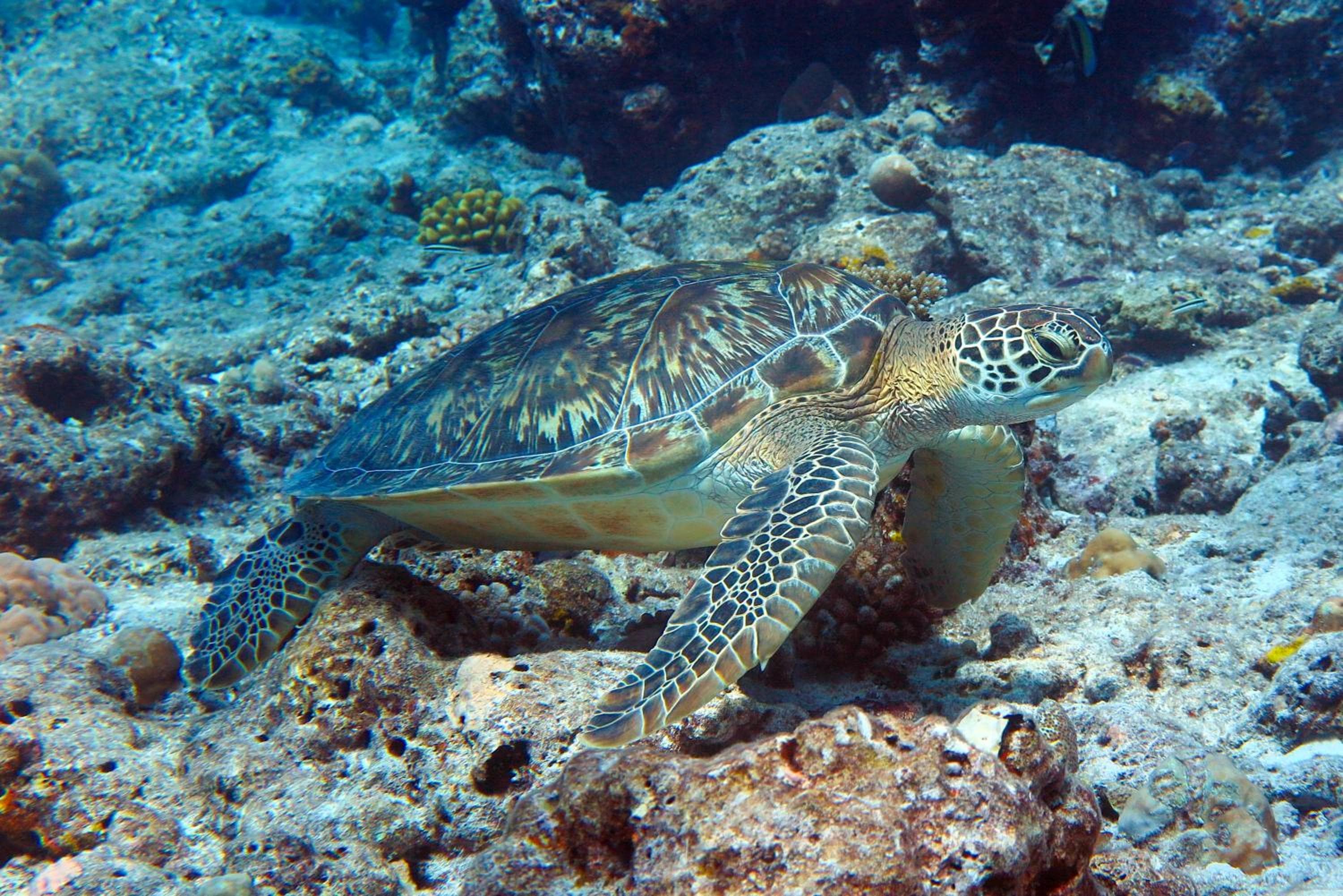 Rashu Hiyaa - View 78