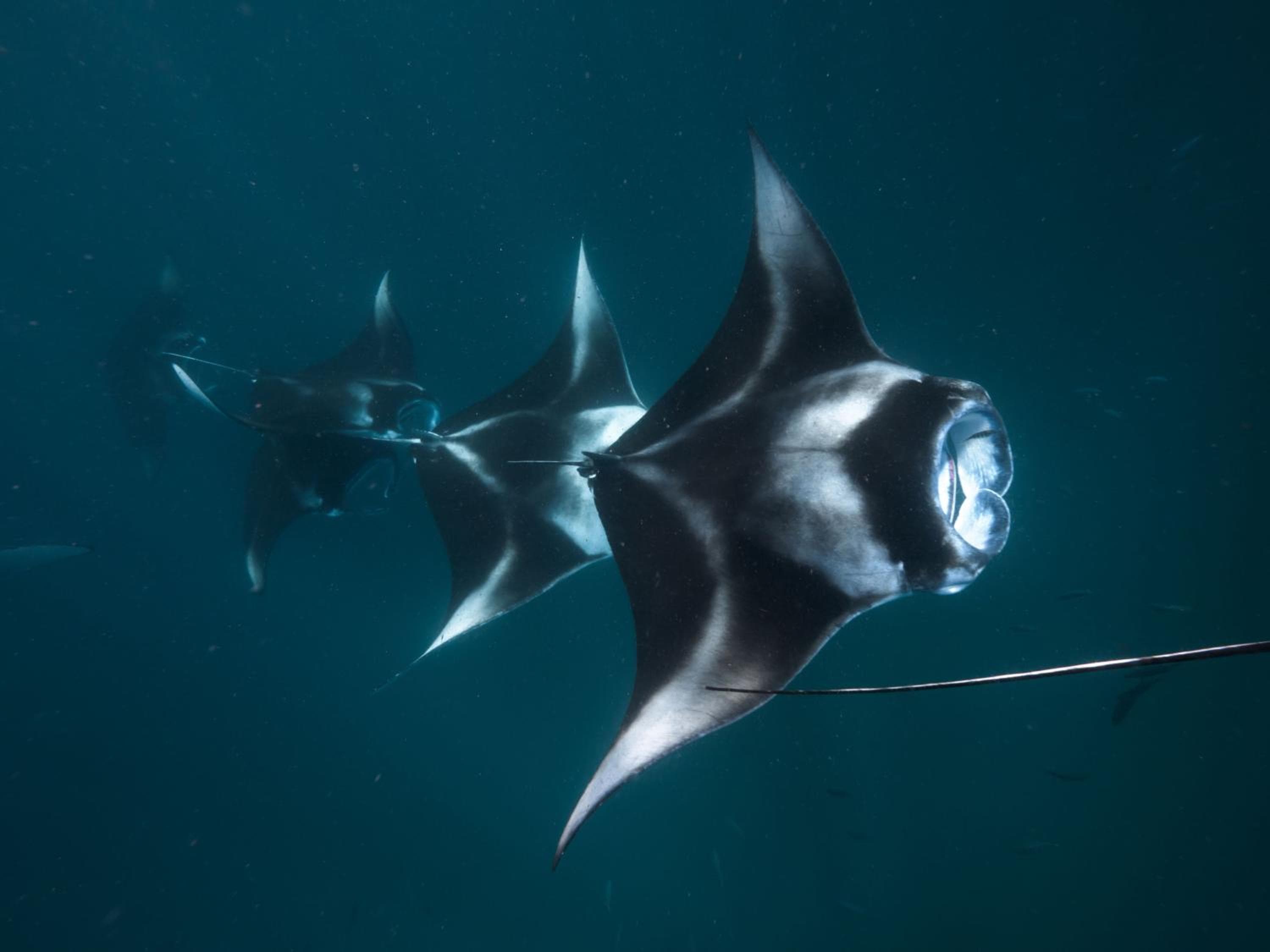 The Nautilus Maldives - View 13