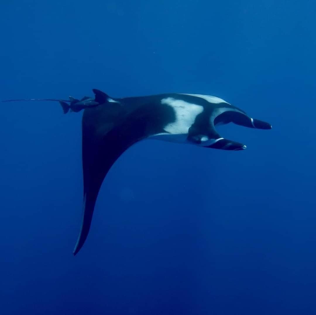 Asia Inn Maldives - View 158