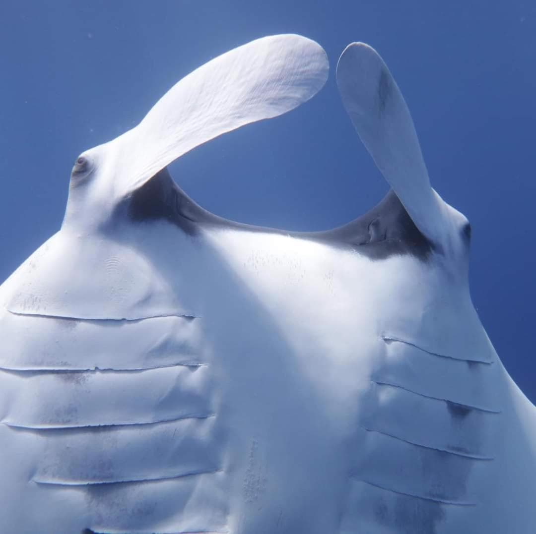 Asia Inn Maldives - View 161