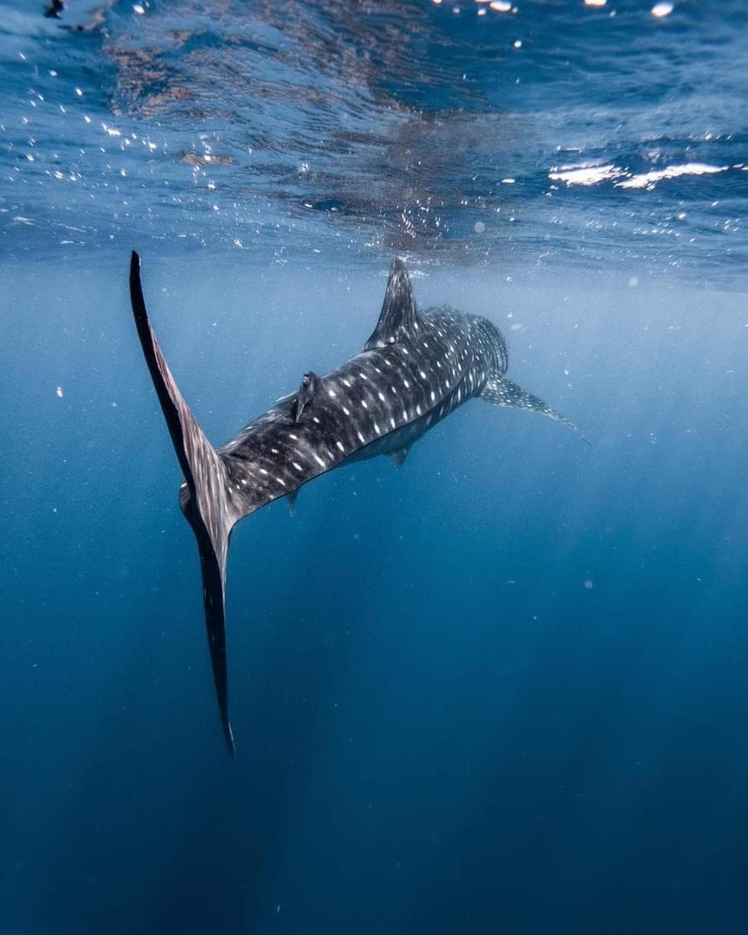 Asia Inn Maldives - View 37