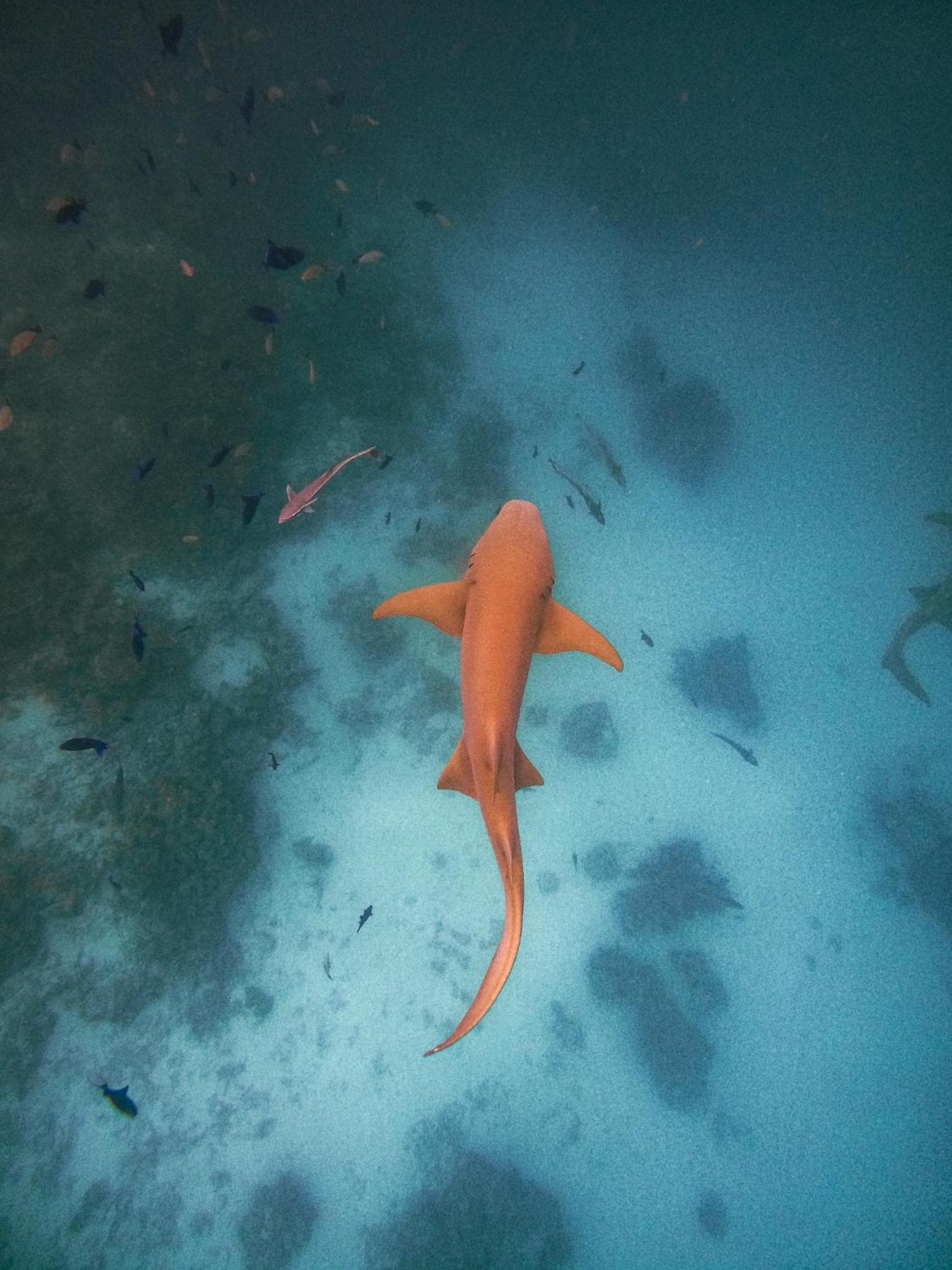 Dhiffushi Inn - View 15