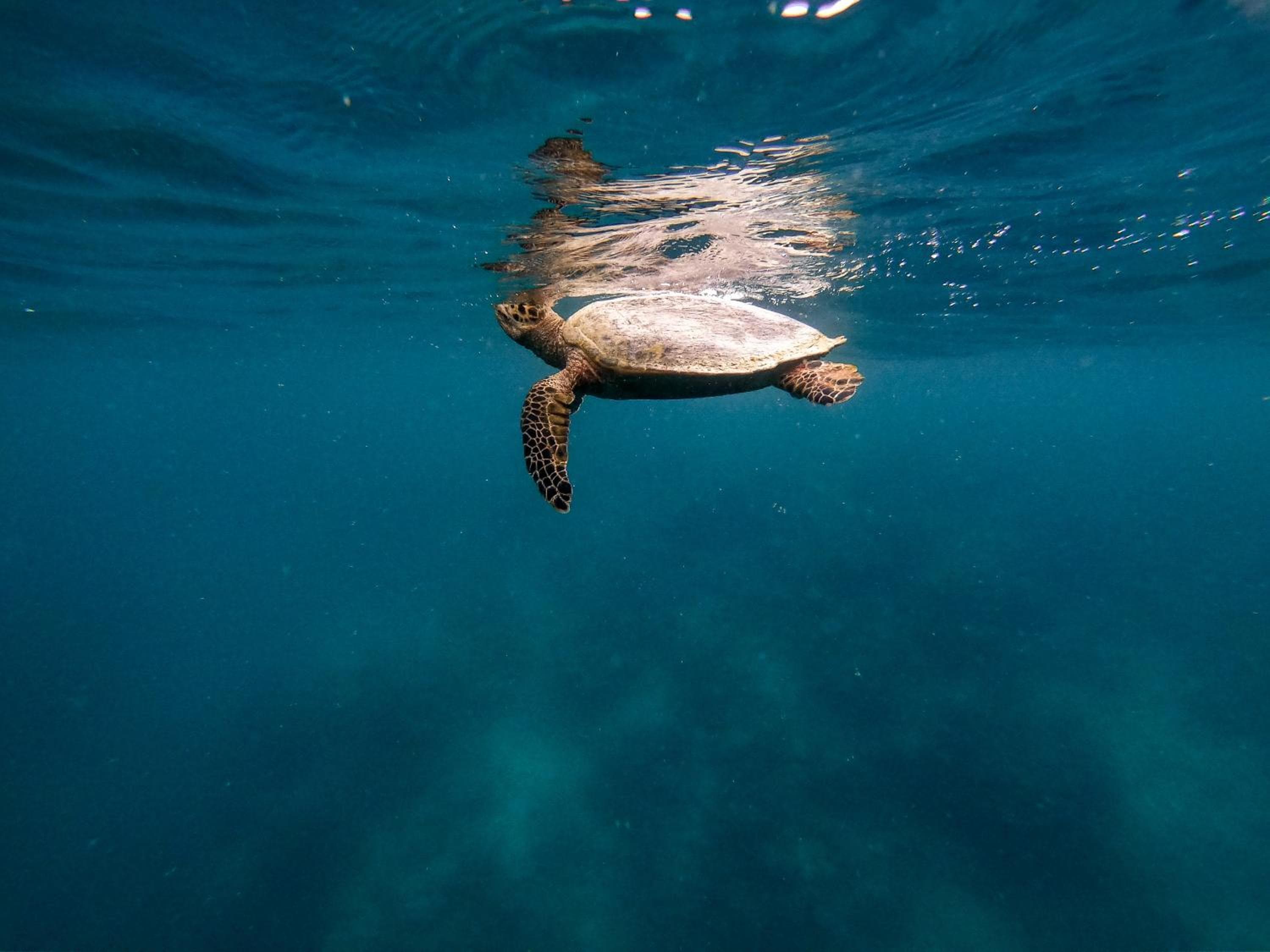 Dhiffushi Inn - View 10