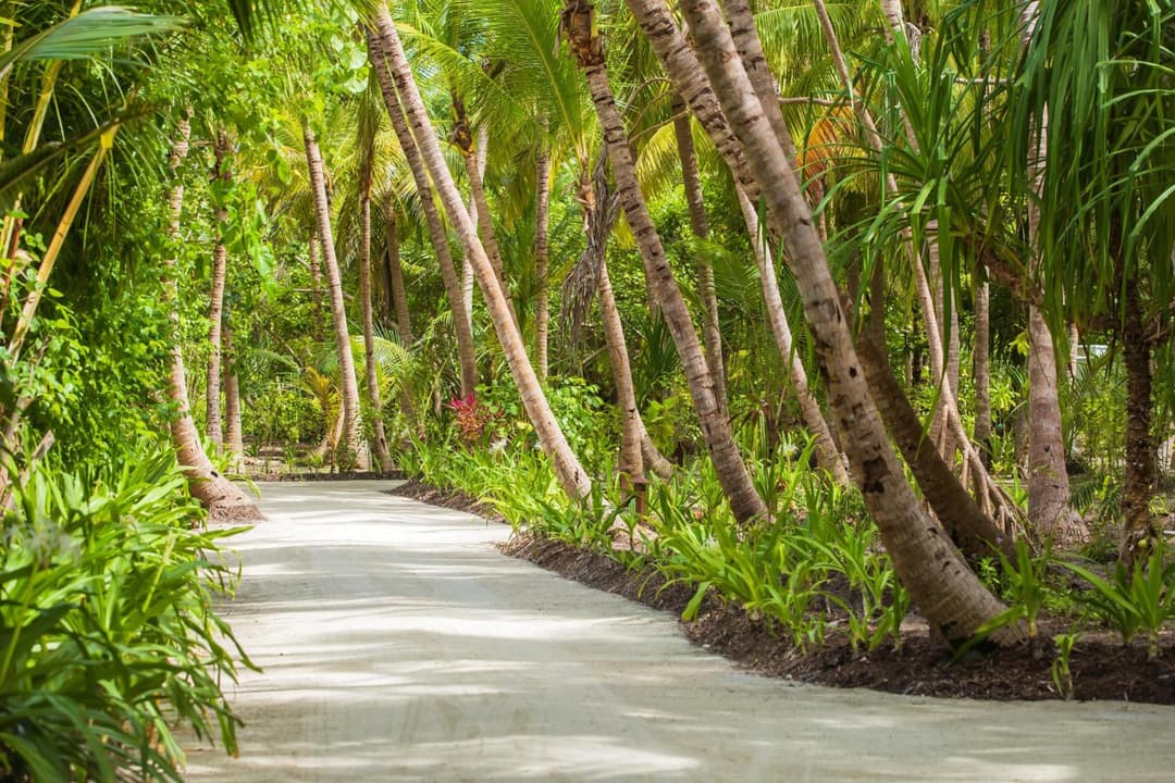 Dusit Thani Maldives - 50 percent off on Transfers for Stays of 5 Nights stay until 20 December 2026 - View 115
