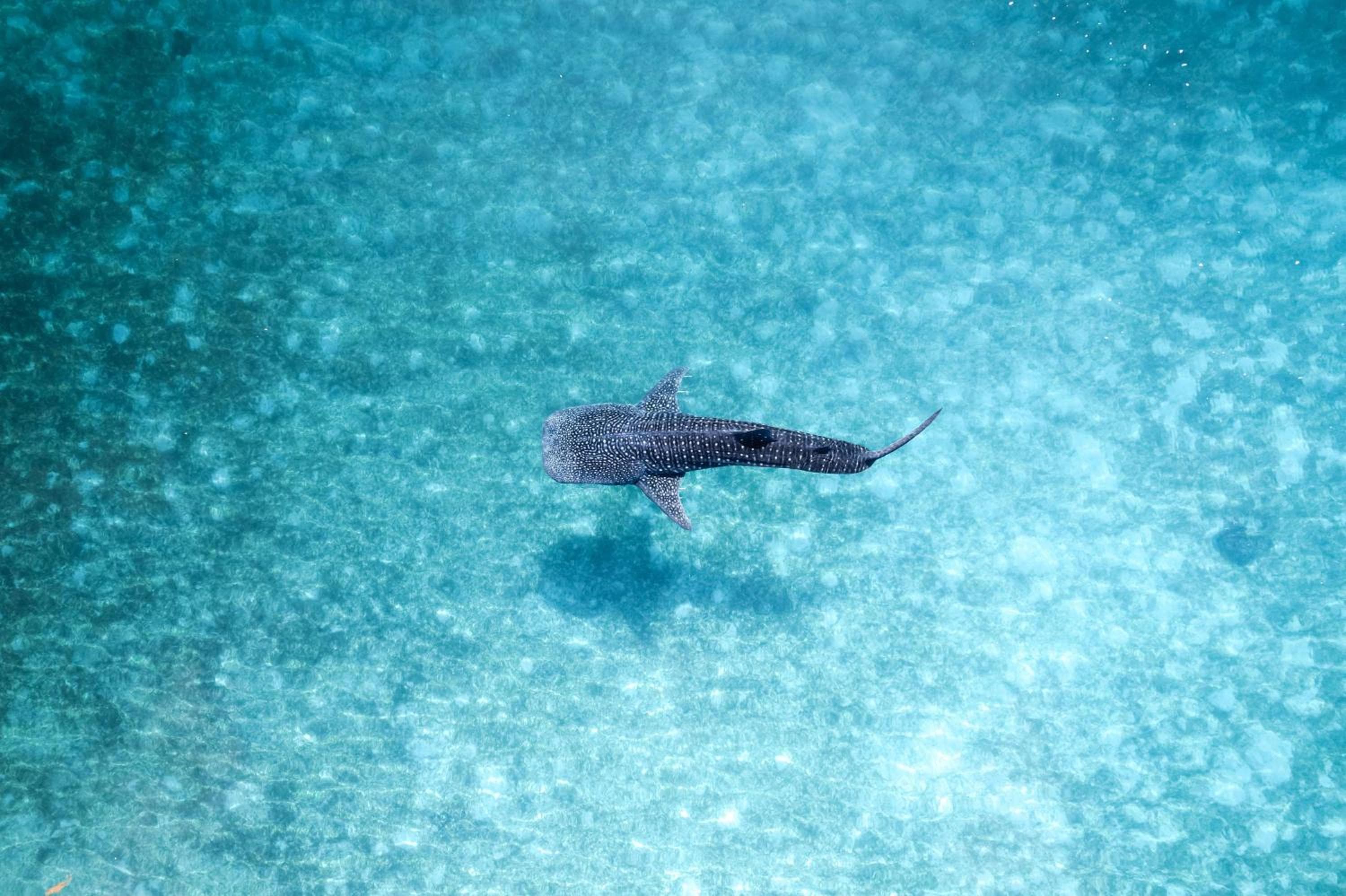 Radisson Blu Resort Maldives with 50 percent off on Sea Plane round trip 03 nights & above - View 22