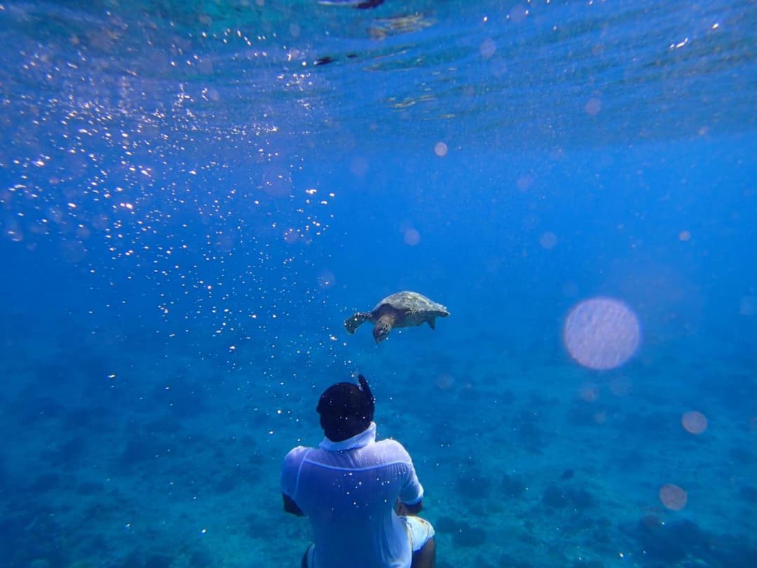 Beach Heaven Maldives - Golden Turtle Guest House - View 17