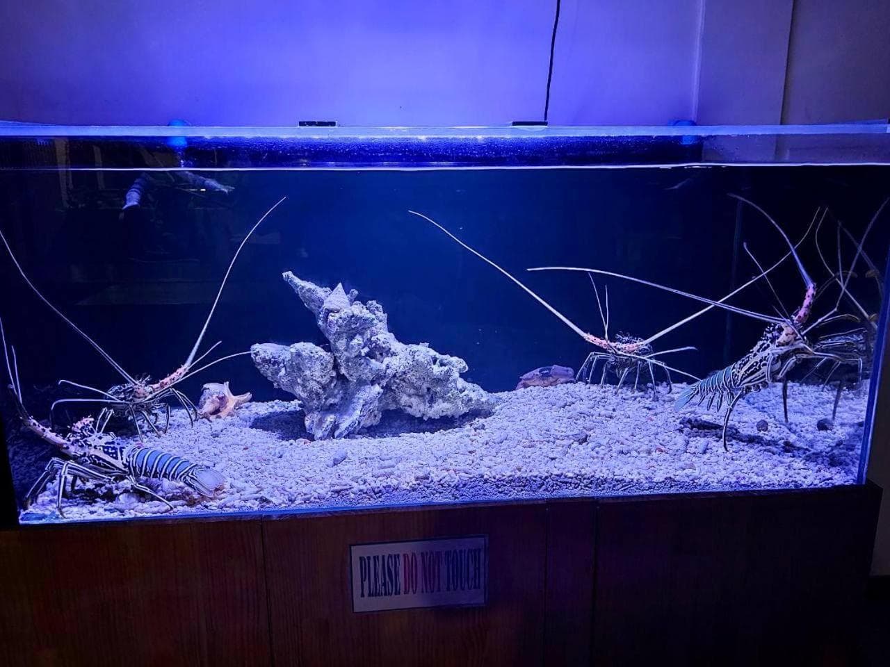 PERLA Dhangethi - View 195