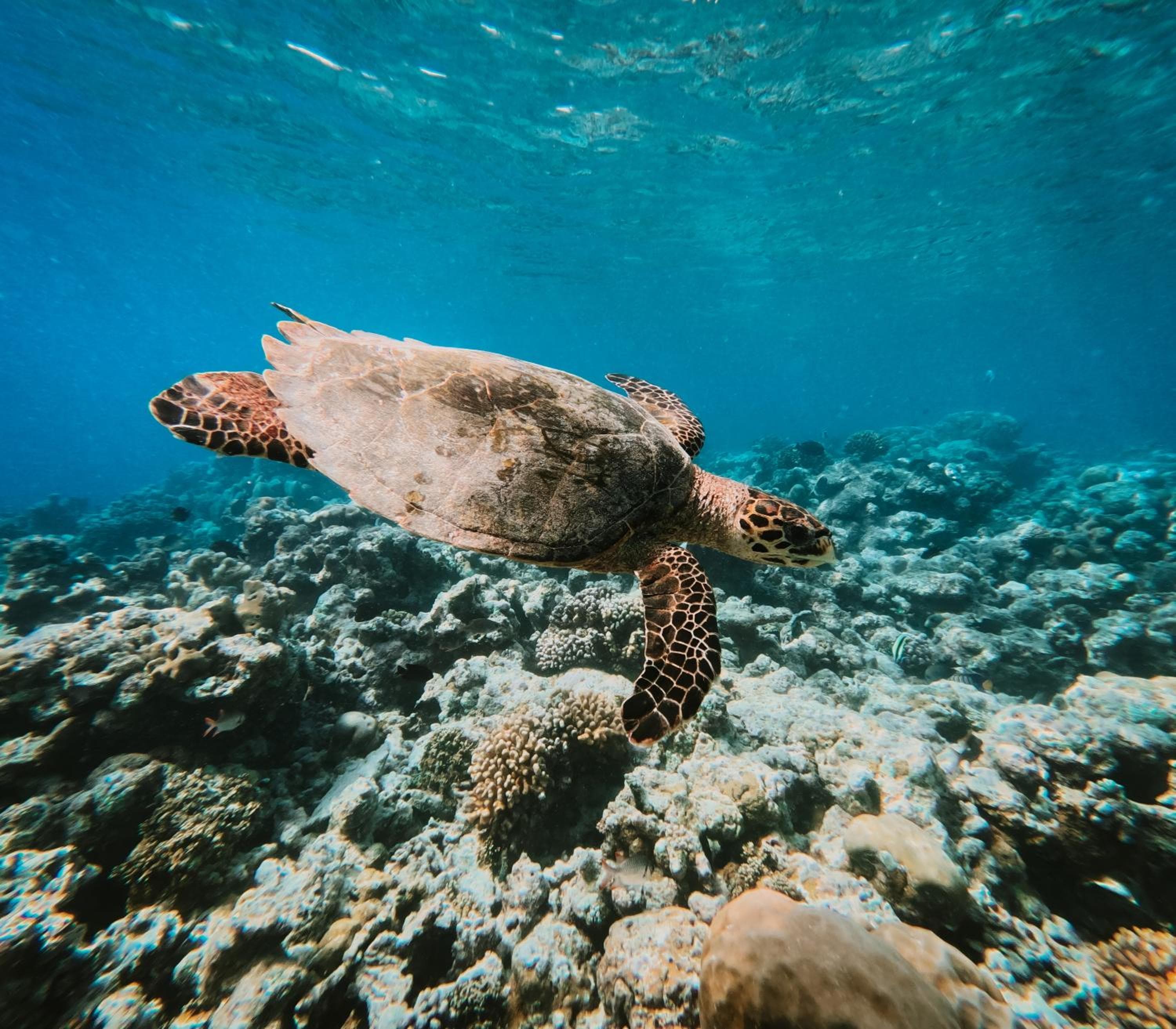 Joy Island Maldives All Inclusive Resort - View 74