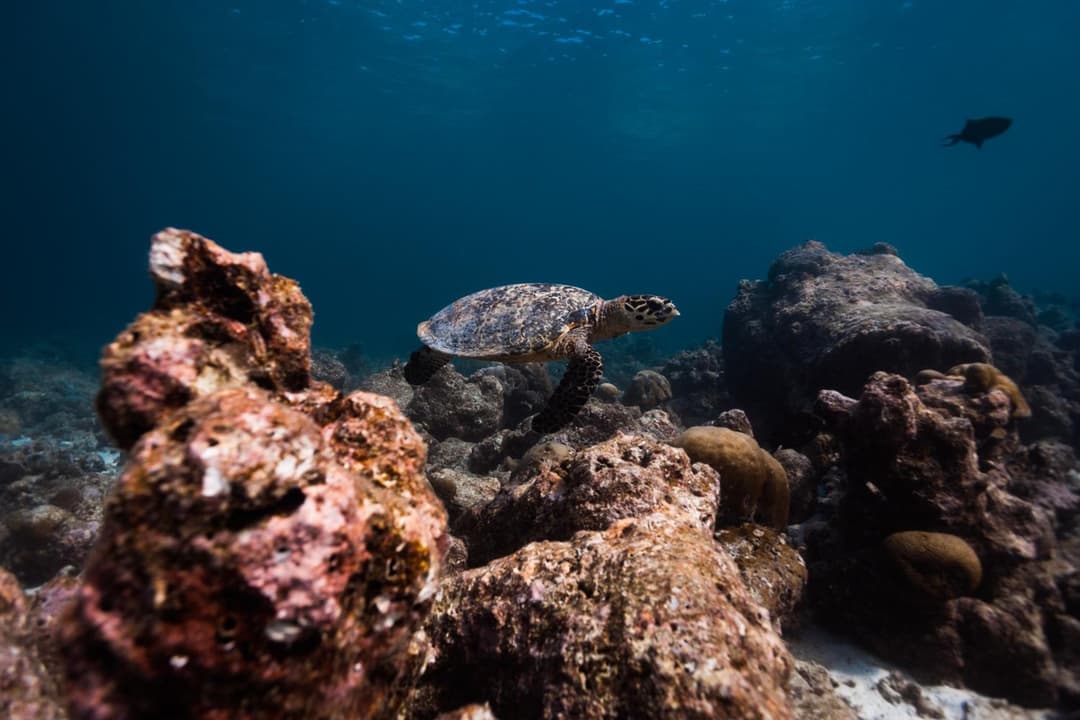 Fushifaru Maldives - View 14