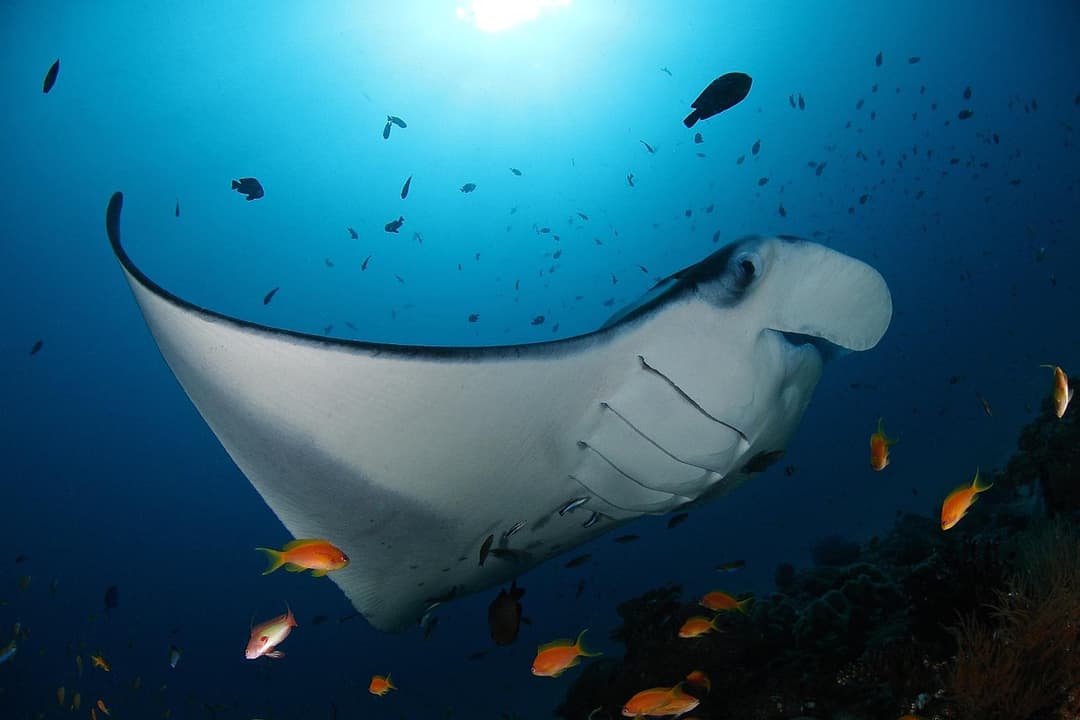 Soneva Fushi - View 27