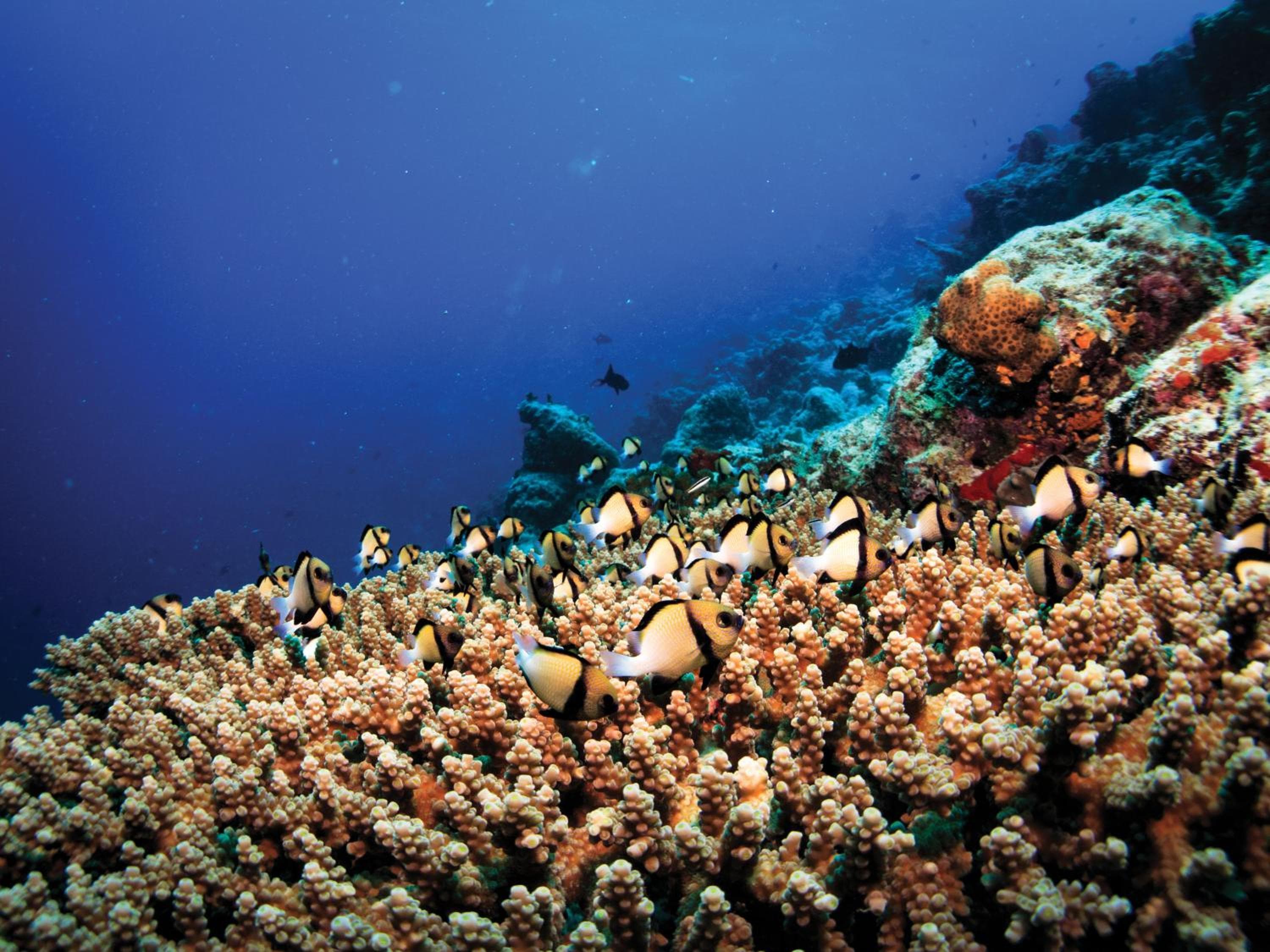 OBLU SELECT Sangeli - Premium All Inclusive with Free Transfers - View 11