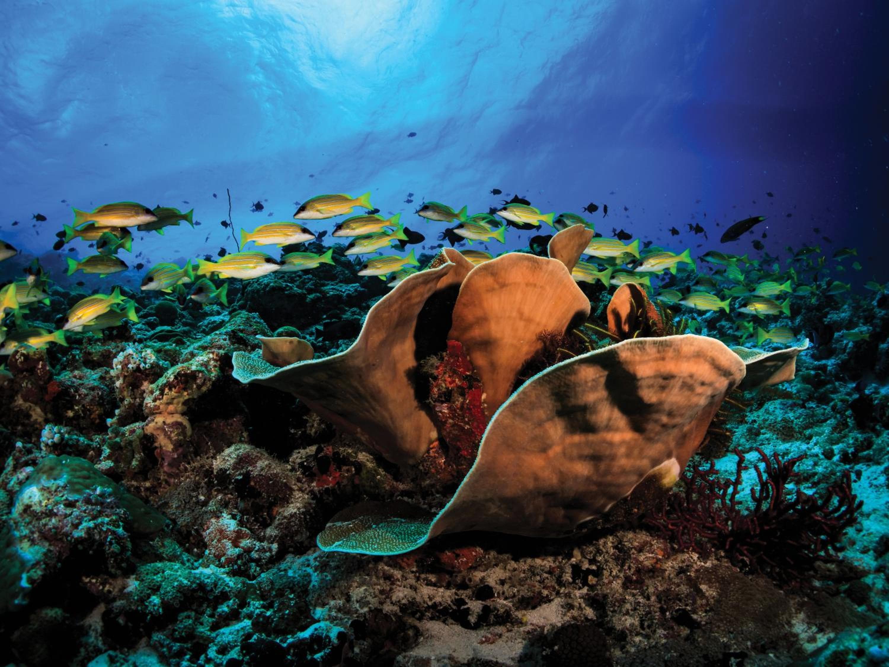 OBLU SELECT Sangeli - Premium All Inclusive with Free Transfers - View 12