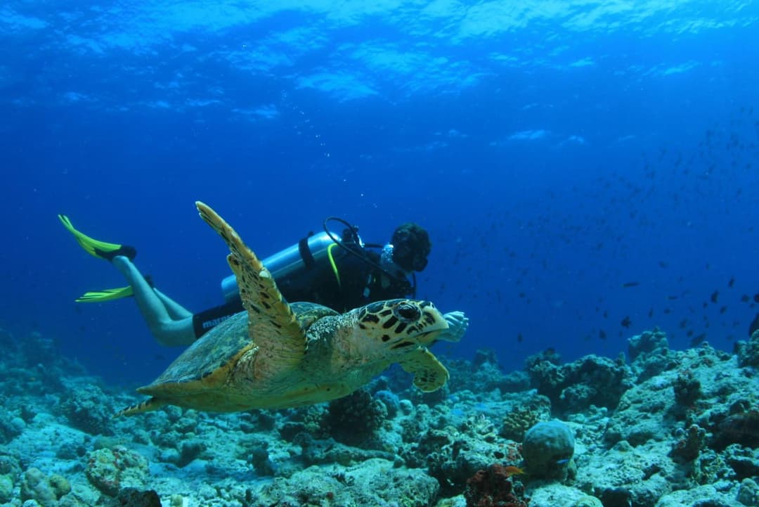 Amilla Maldives - View 67