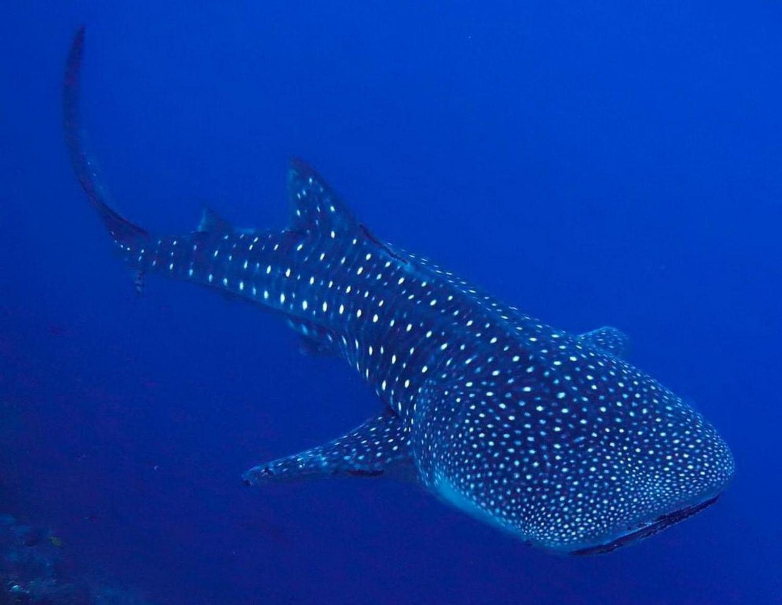 Adroit Beach Inn - View 282