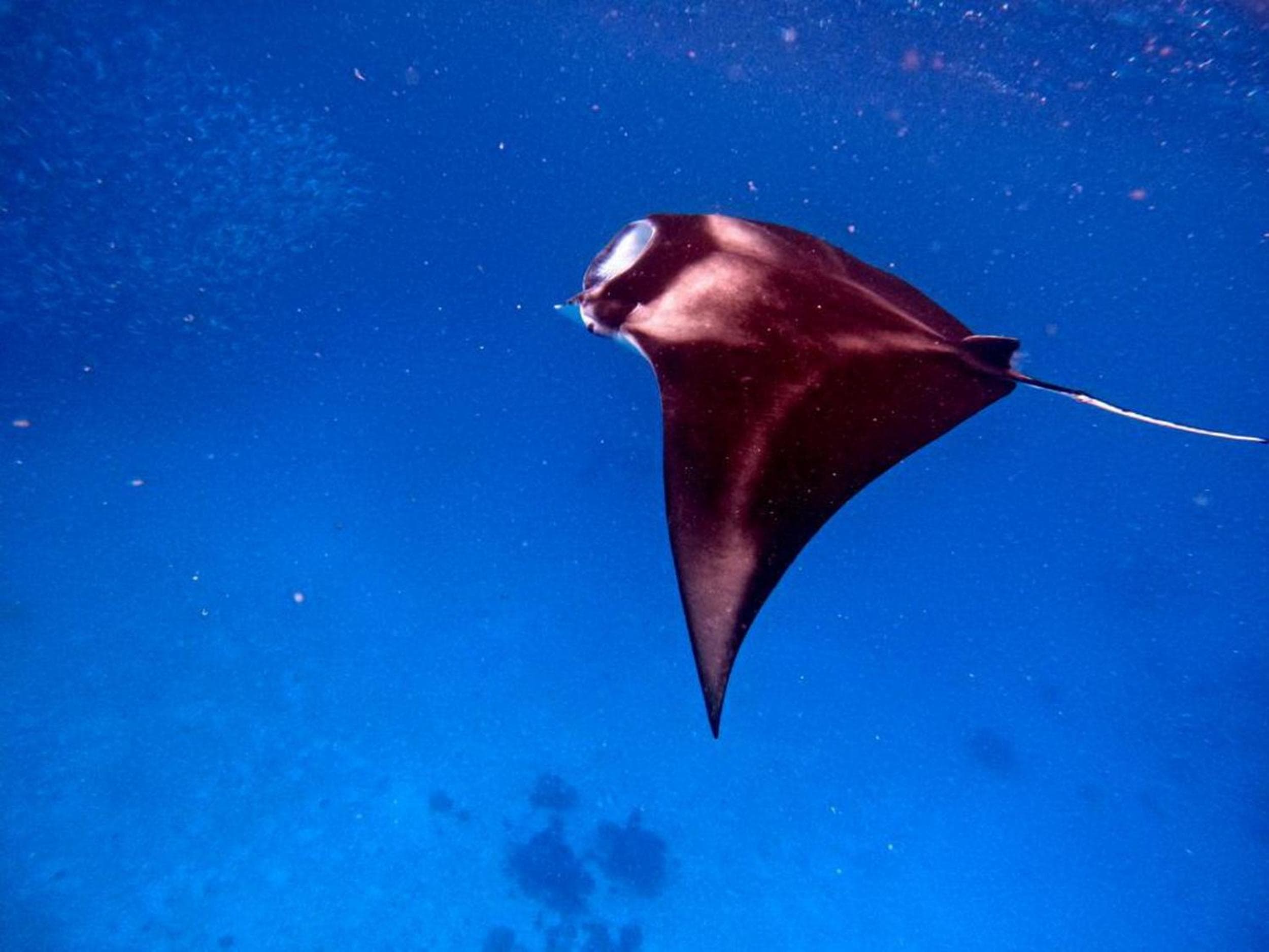 Adroit Beach Inn - View 283