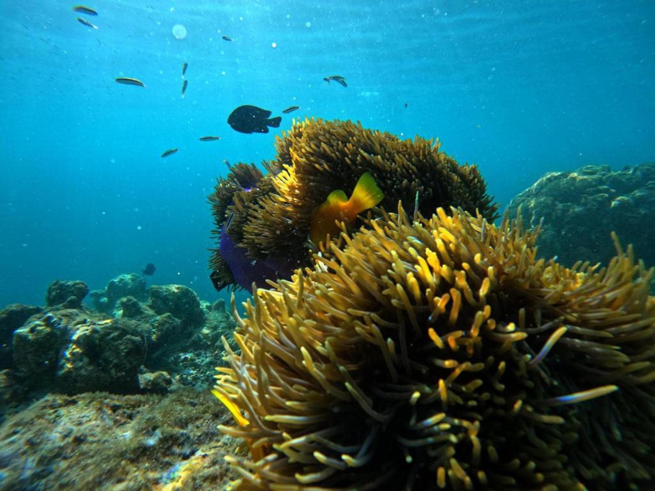 Adroit Beach Inn - View 85