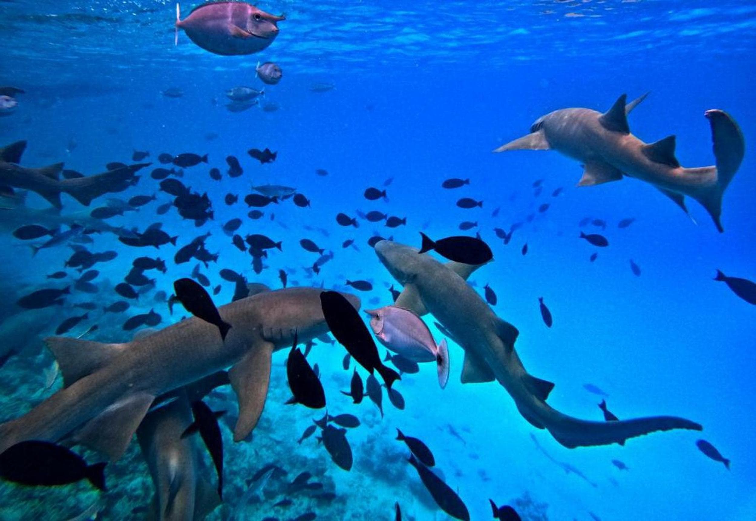 Adroit Beach Inn - View 158