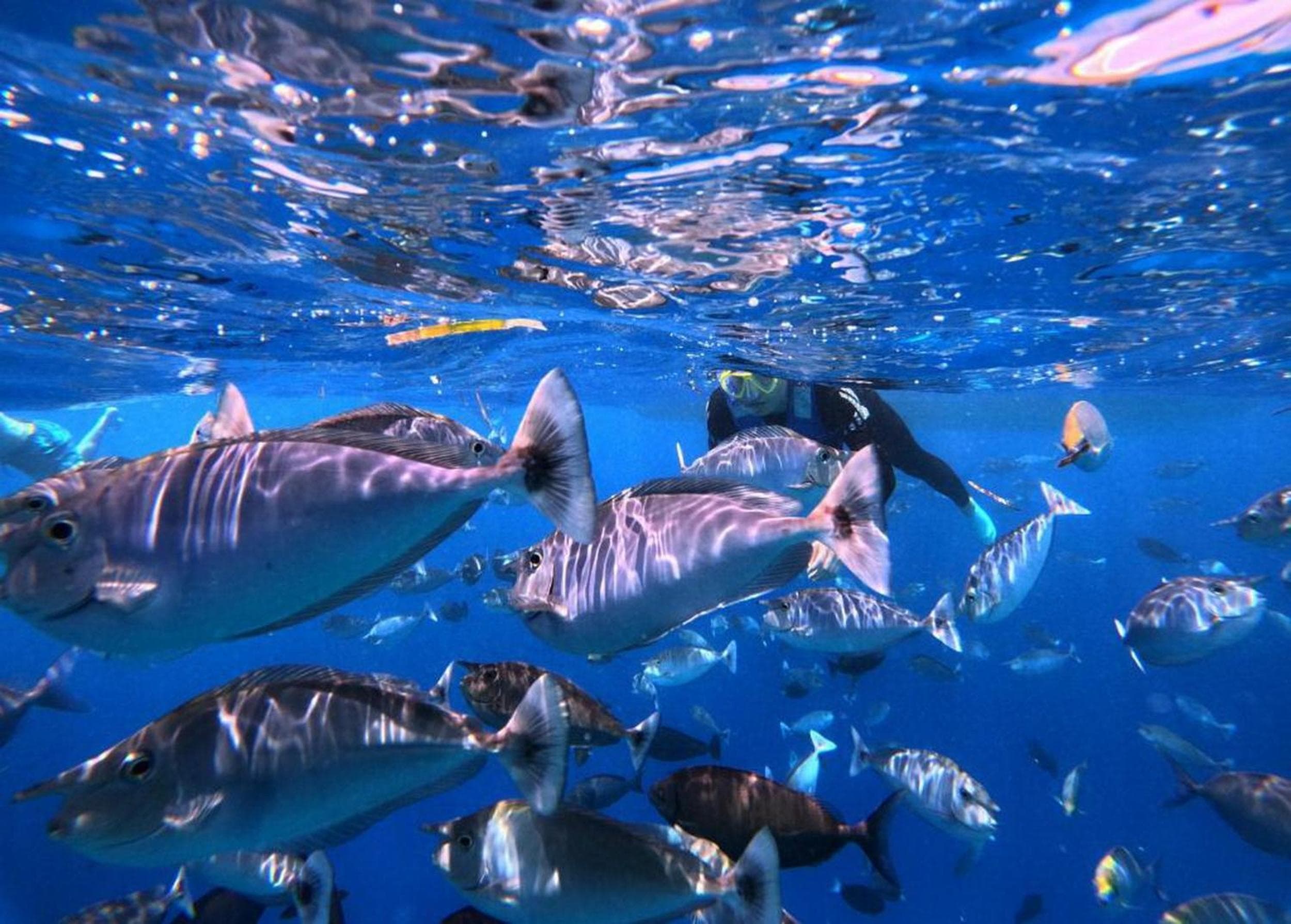 Adroit Beach Inn - View 181