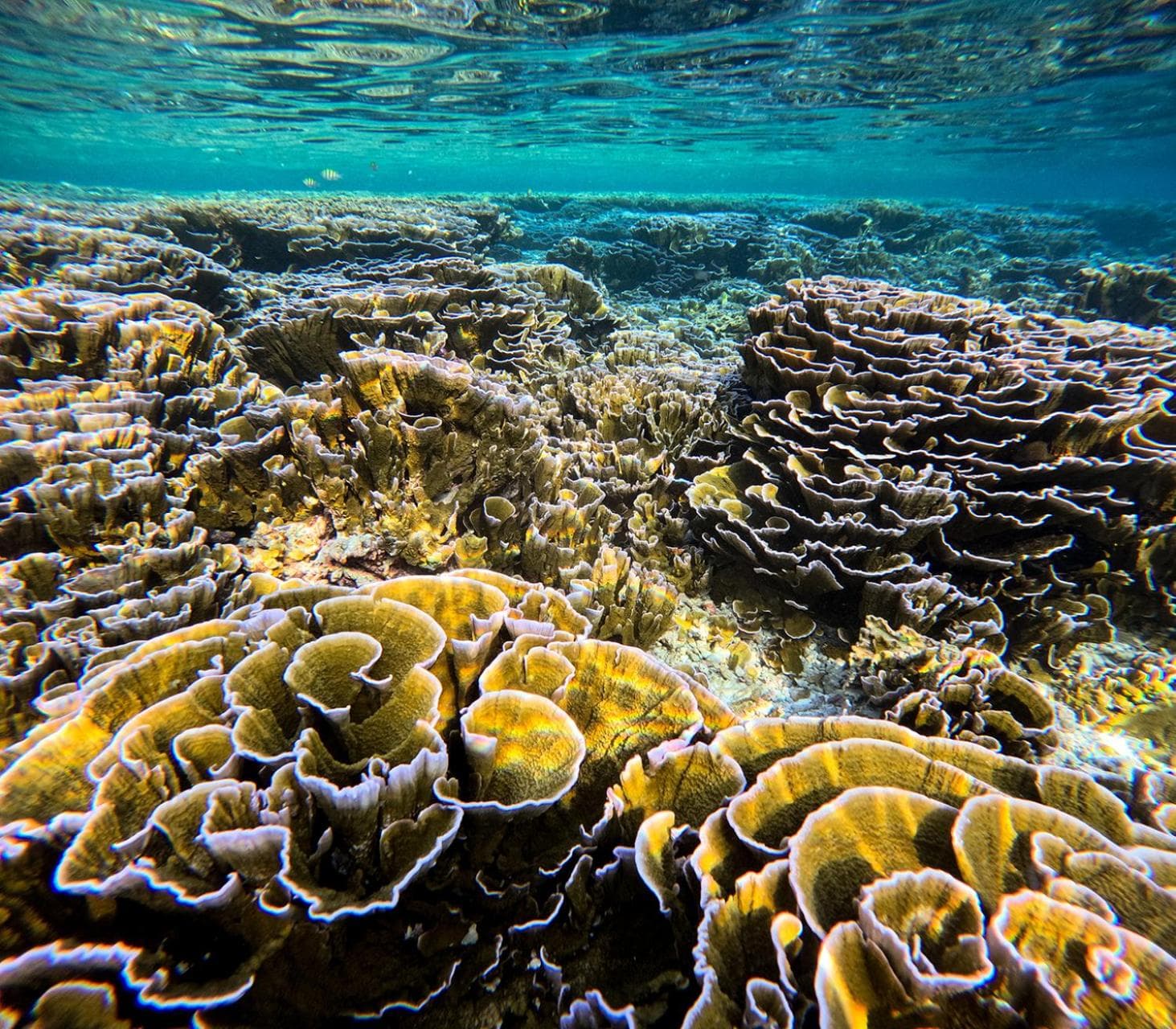 Atholhu Residence - View 127